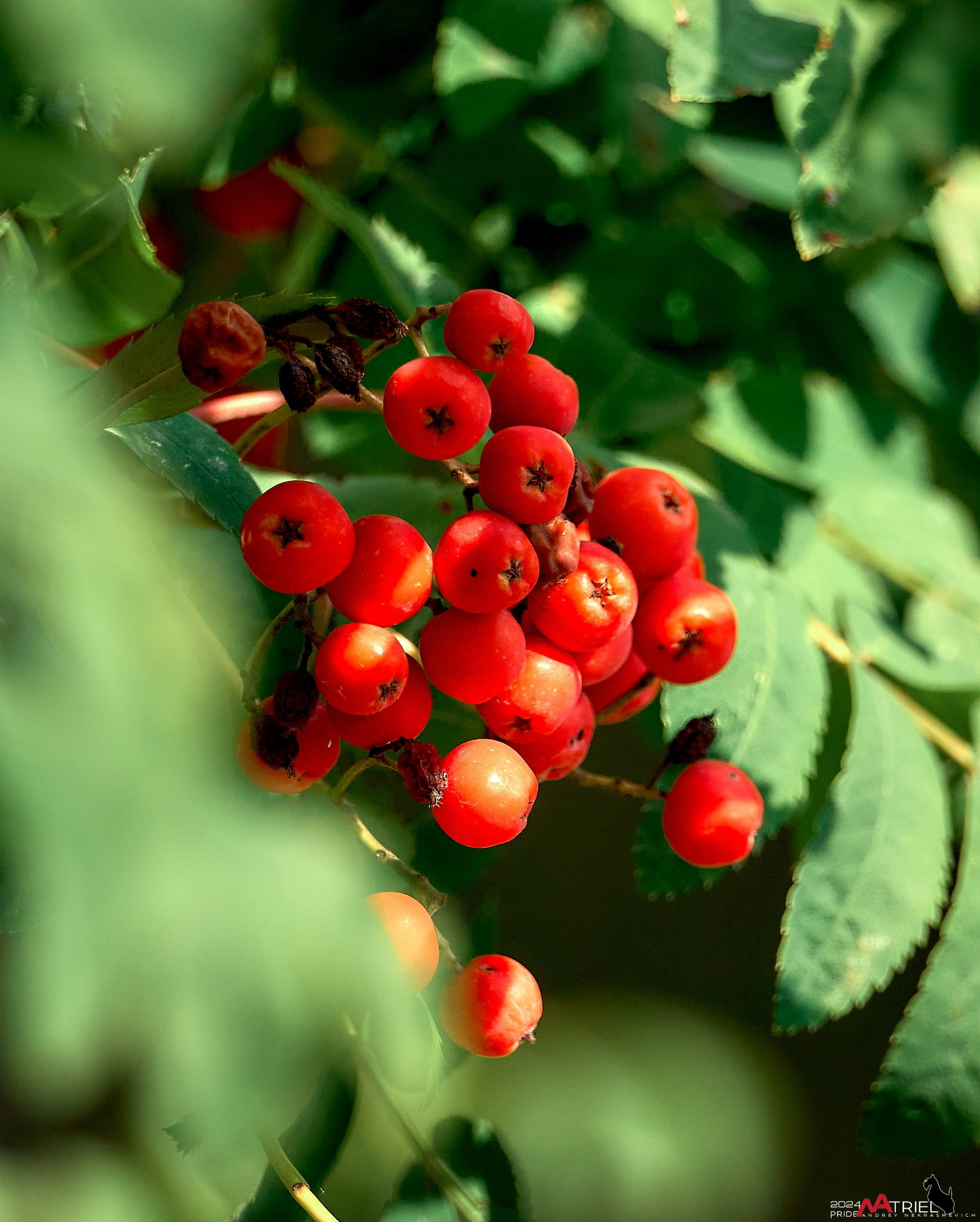 Лютики-цветочки — галерея NATRIEL