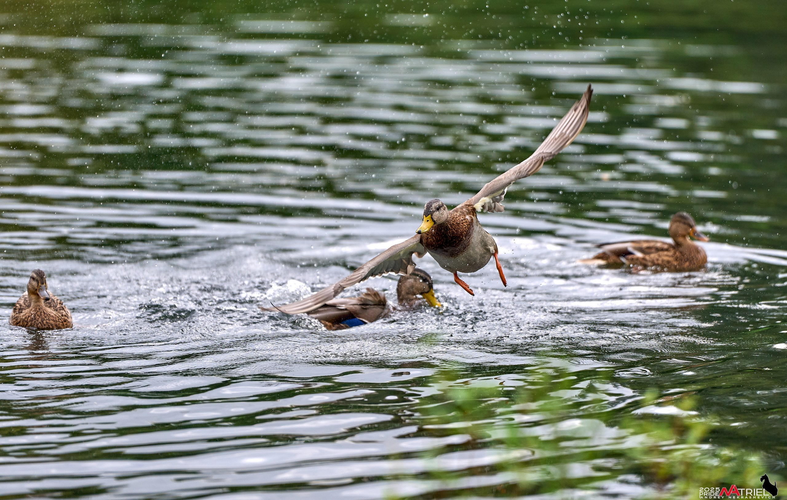 Утки на пруду