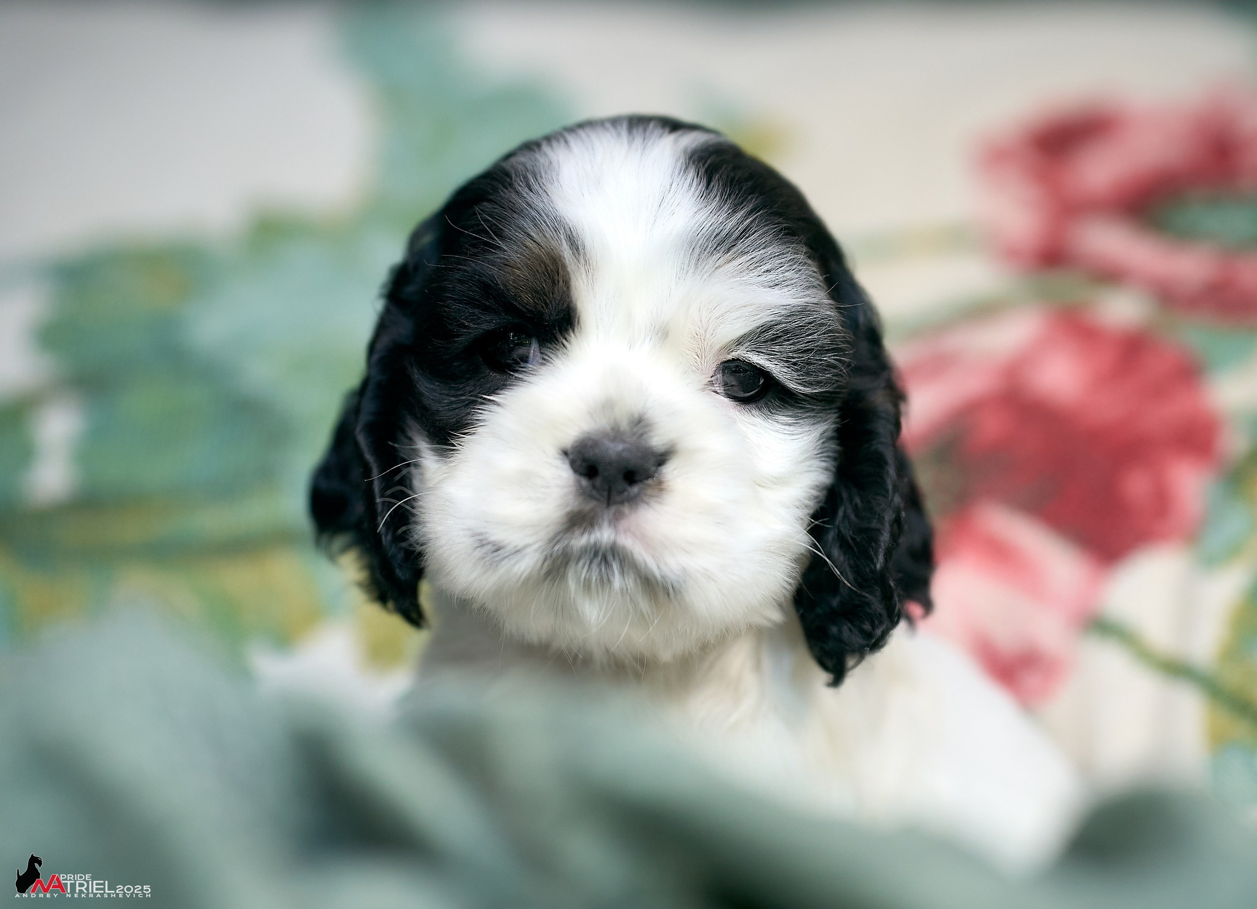 Щенки АмКокеров