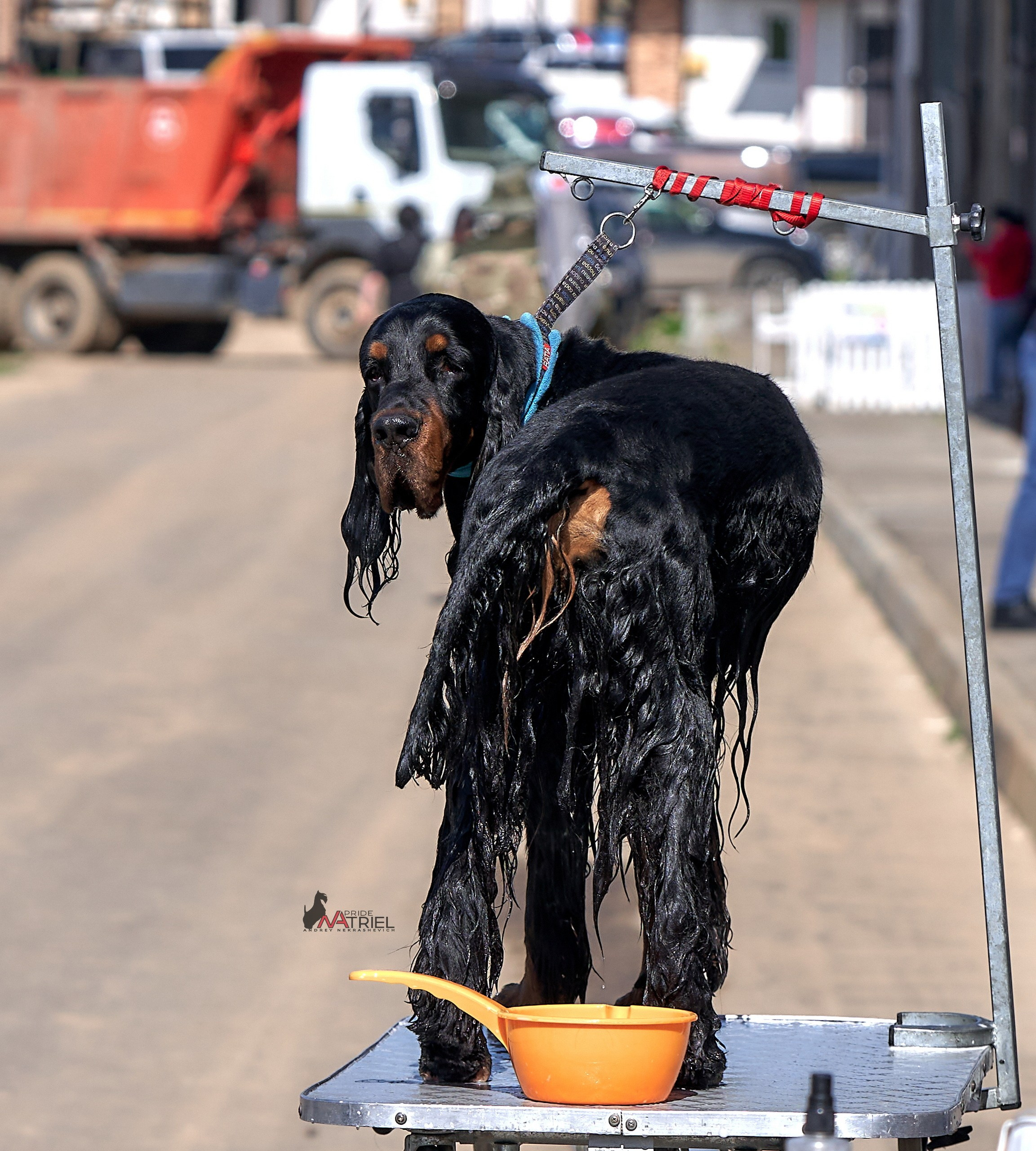 Картинки с выставки — галерея NATRIEL