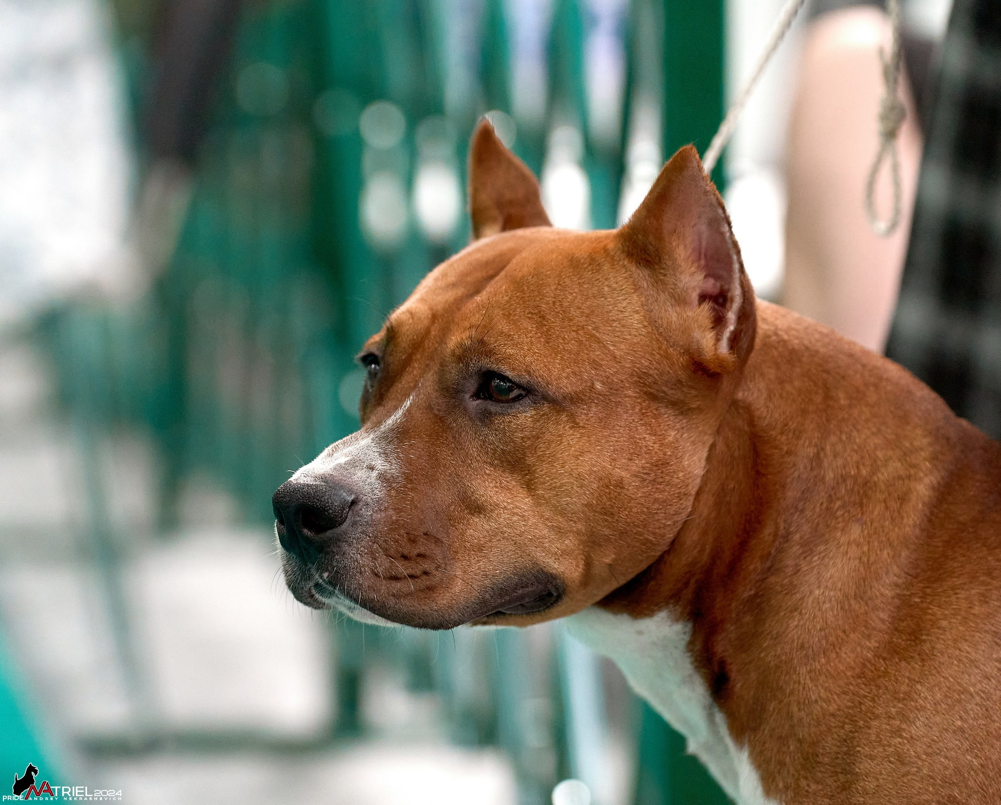 Съемка на выставке в Крокус