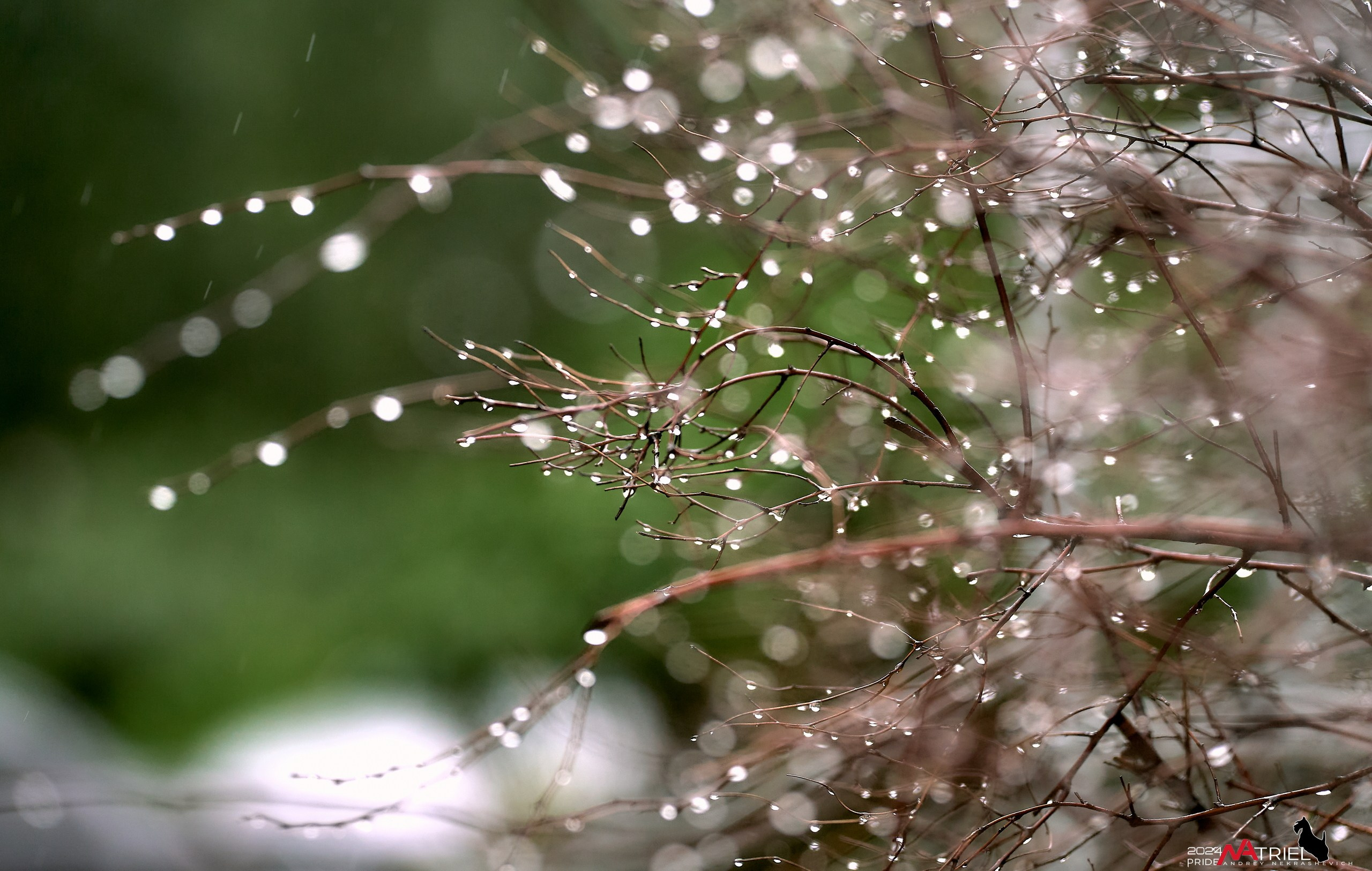 Съемка природы после дождя