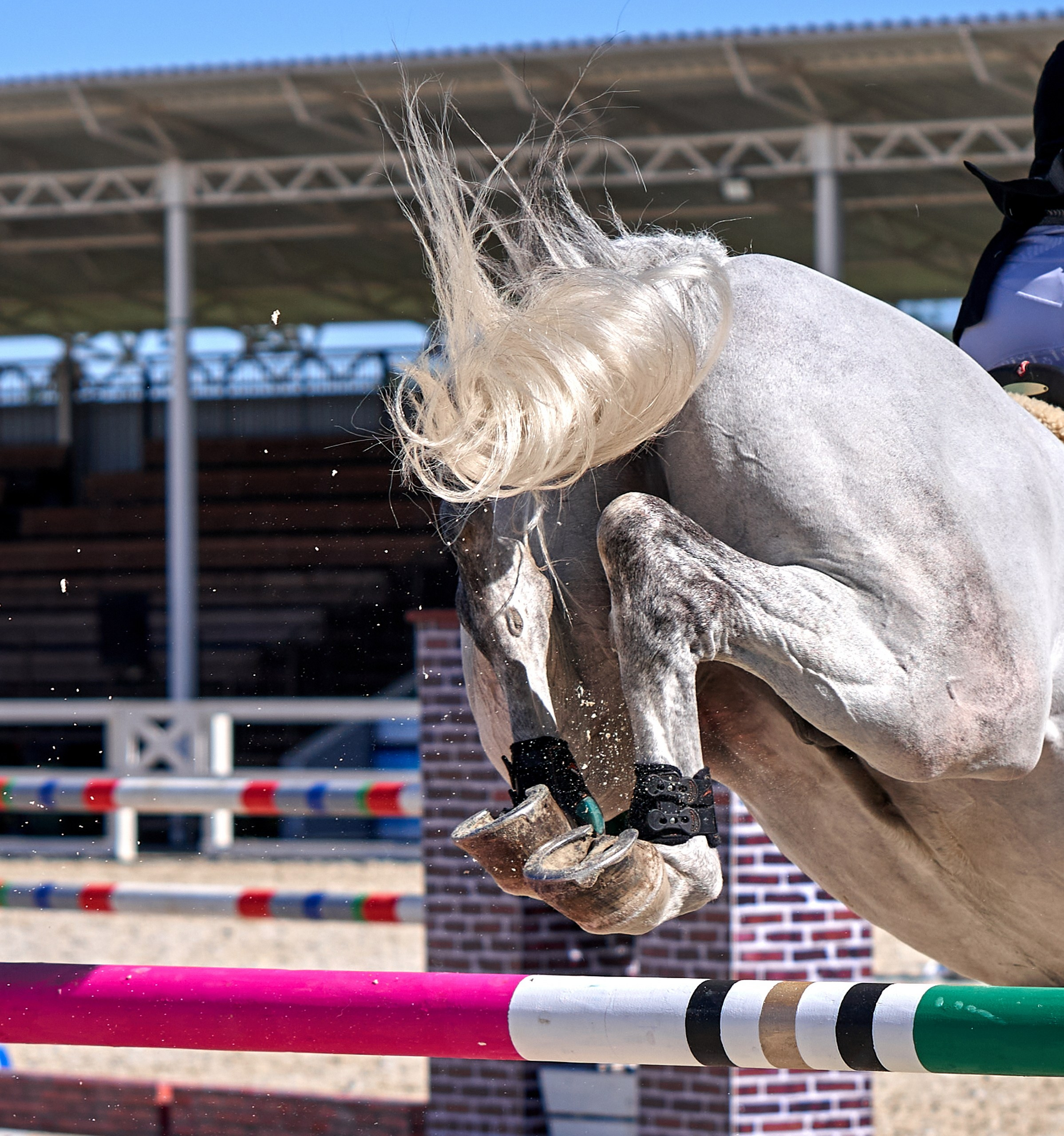 Соревнования на лошадях — галерея NATRIEL