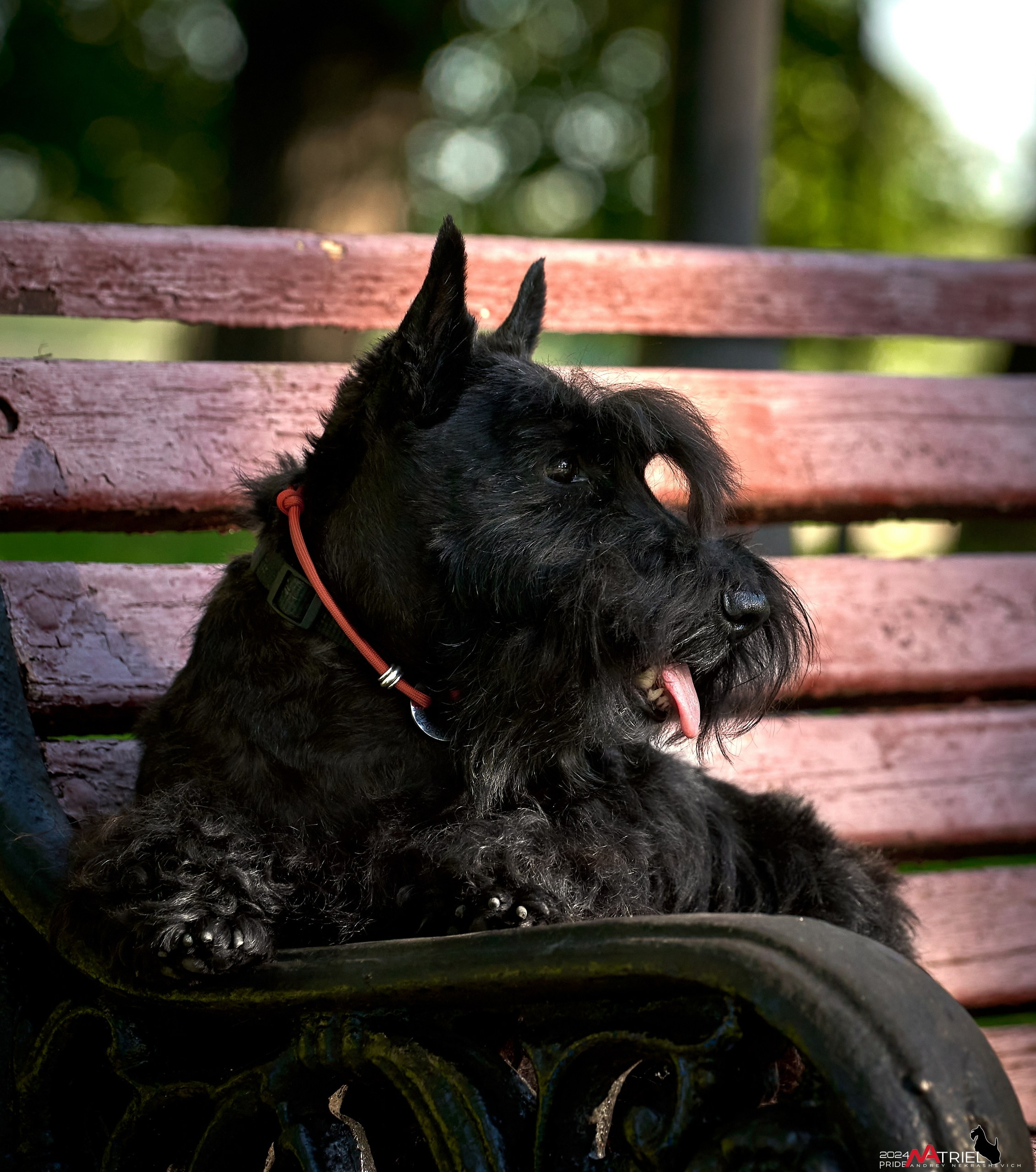 Семейная фотопрогулка с собаками