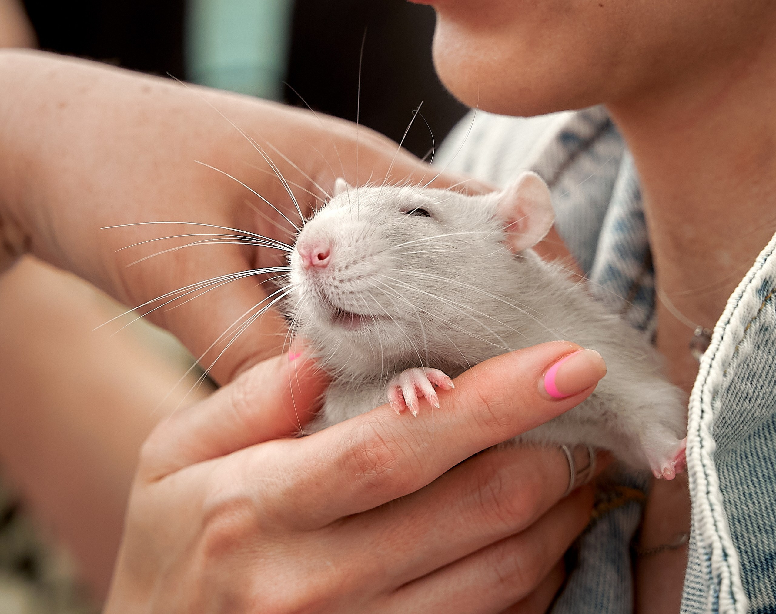 Животные — галерея NATRIEL