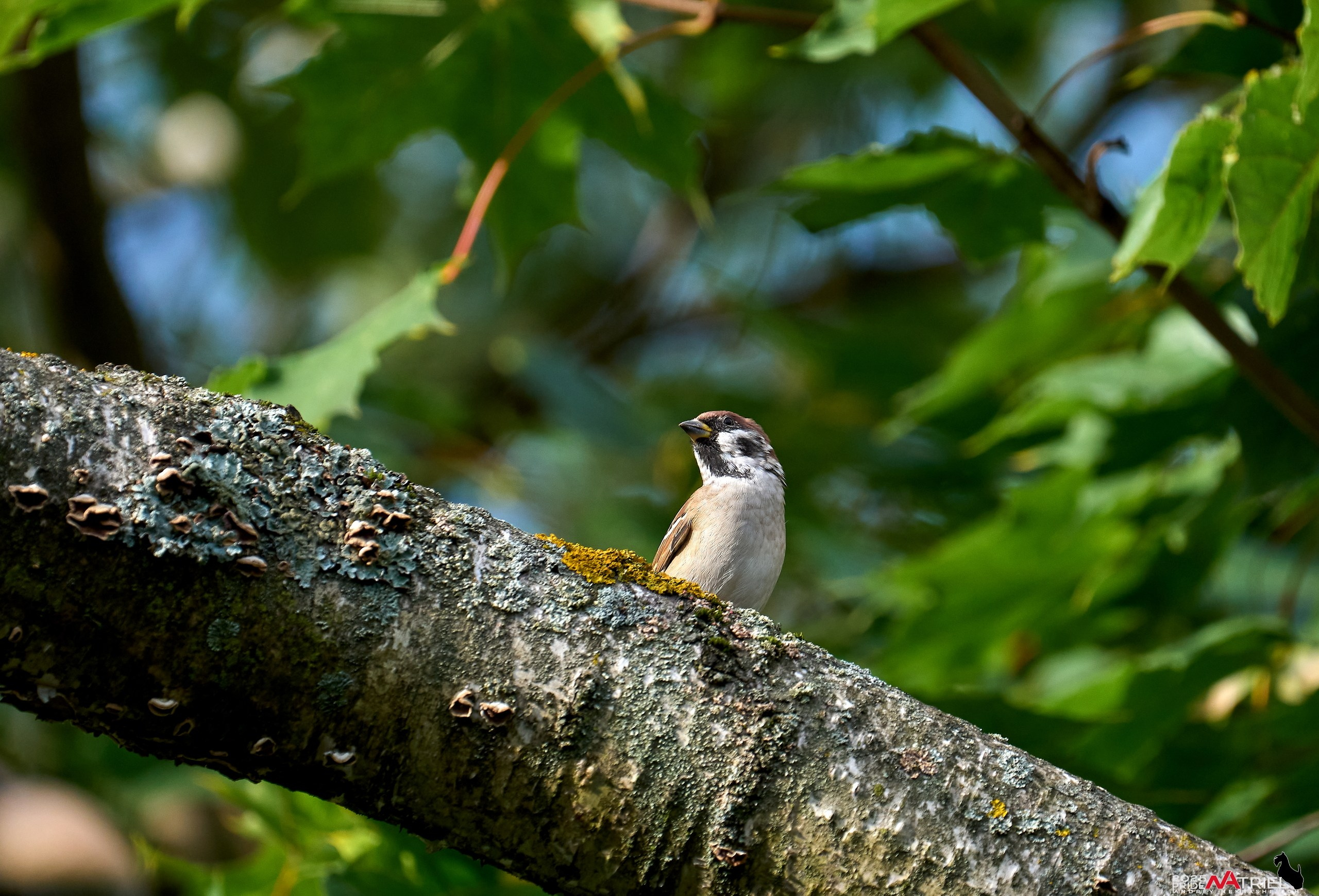 Съемка с объективом Sony 200-600 на камеру Sony A1m2