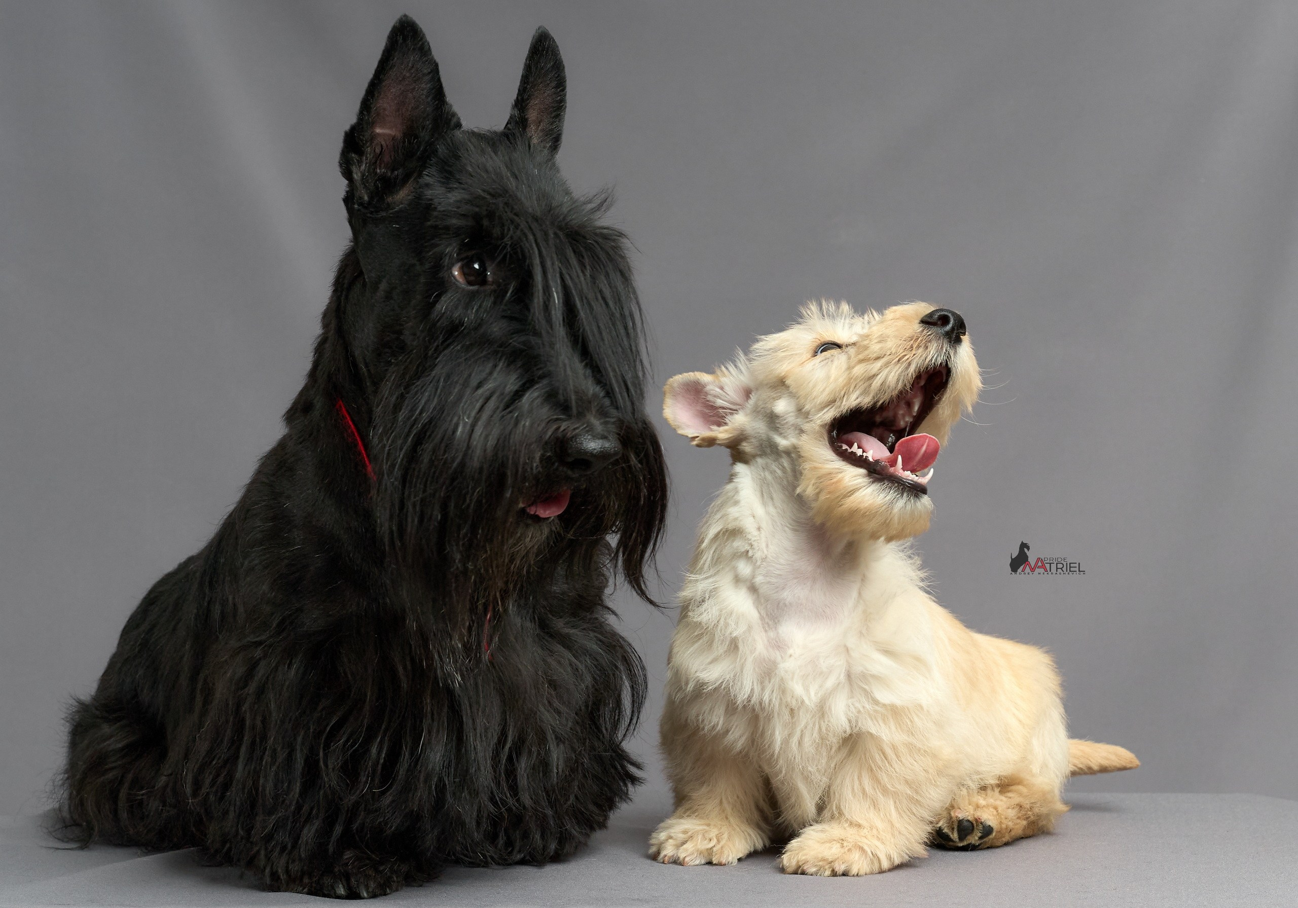 Съемка щенков скотч-терьеров