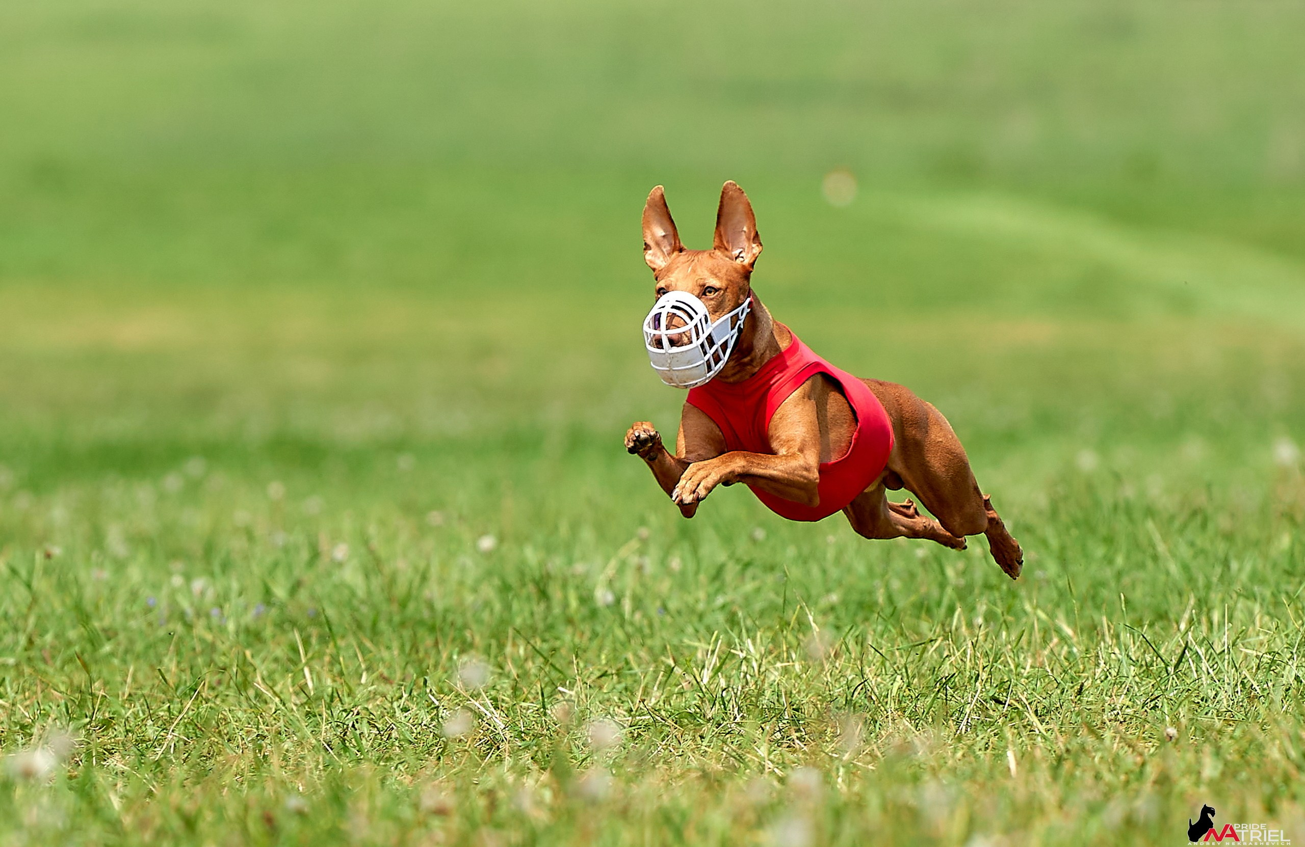 Съемка курсинг — галерея NATRIEL
