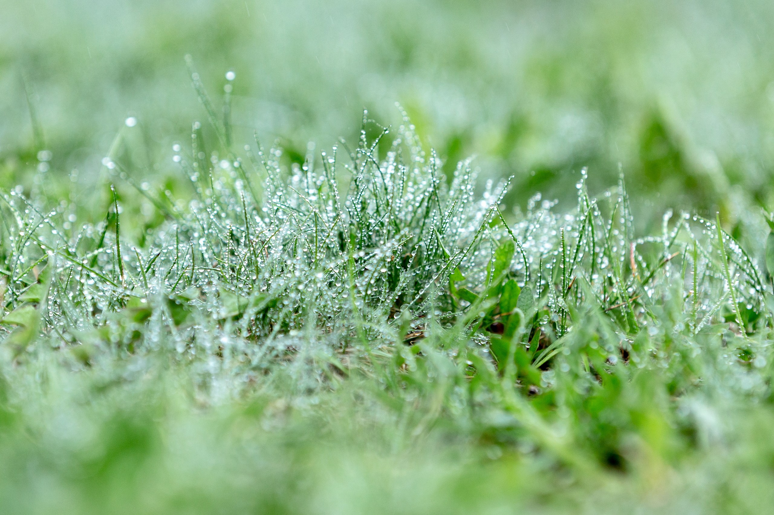 Лютики-цветочки — галерея NATRIEL