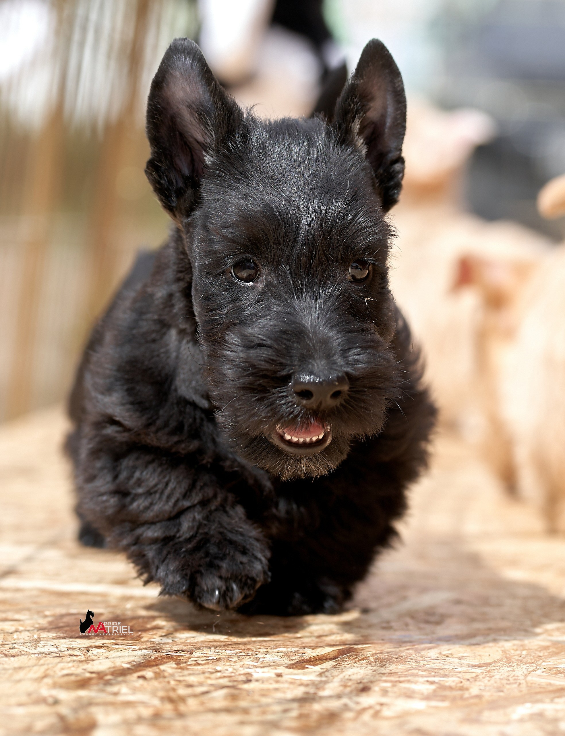 Щенки на прогулке — галерея NATRIEL