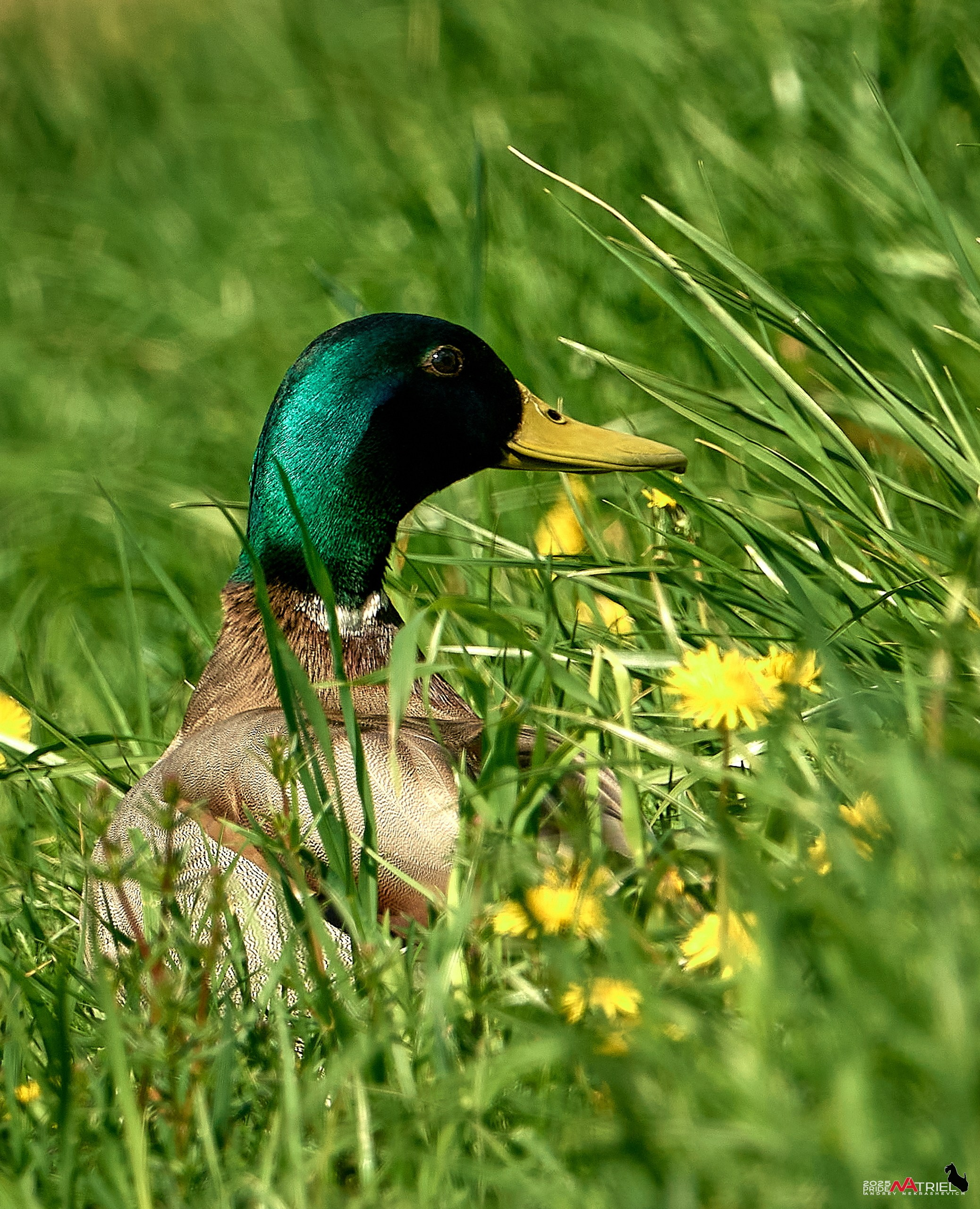 Птички и цветочки