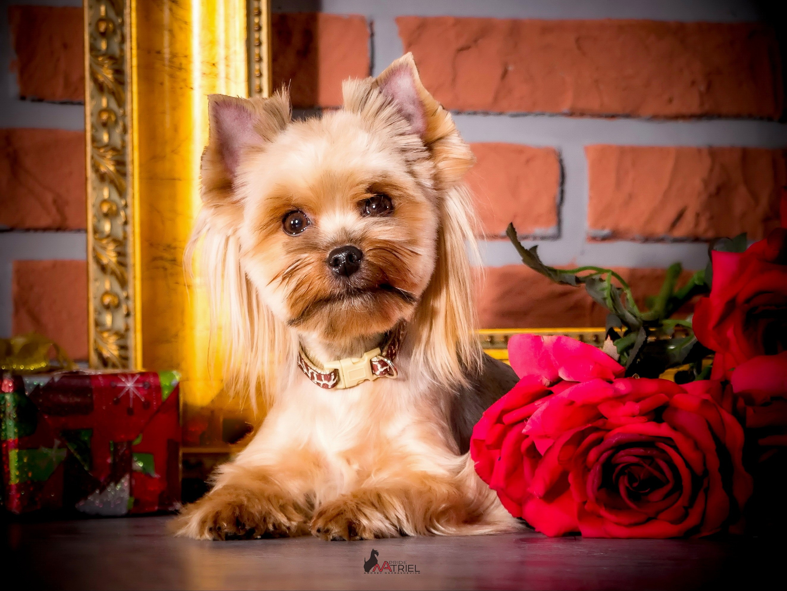 Йоркширский терьер Циля