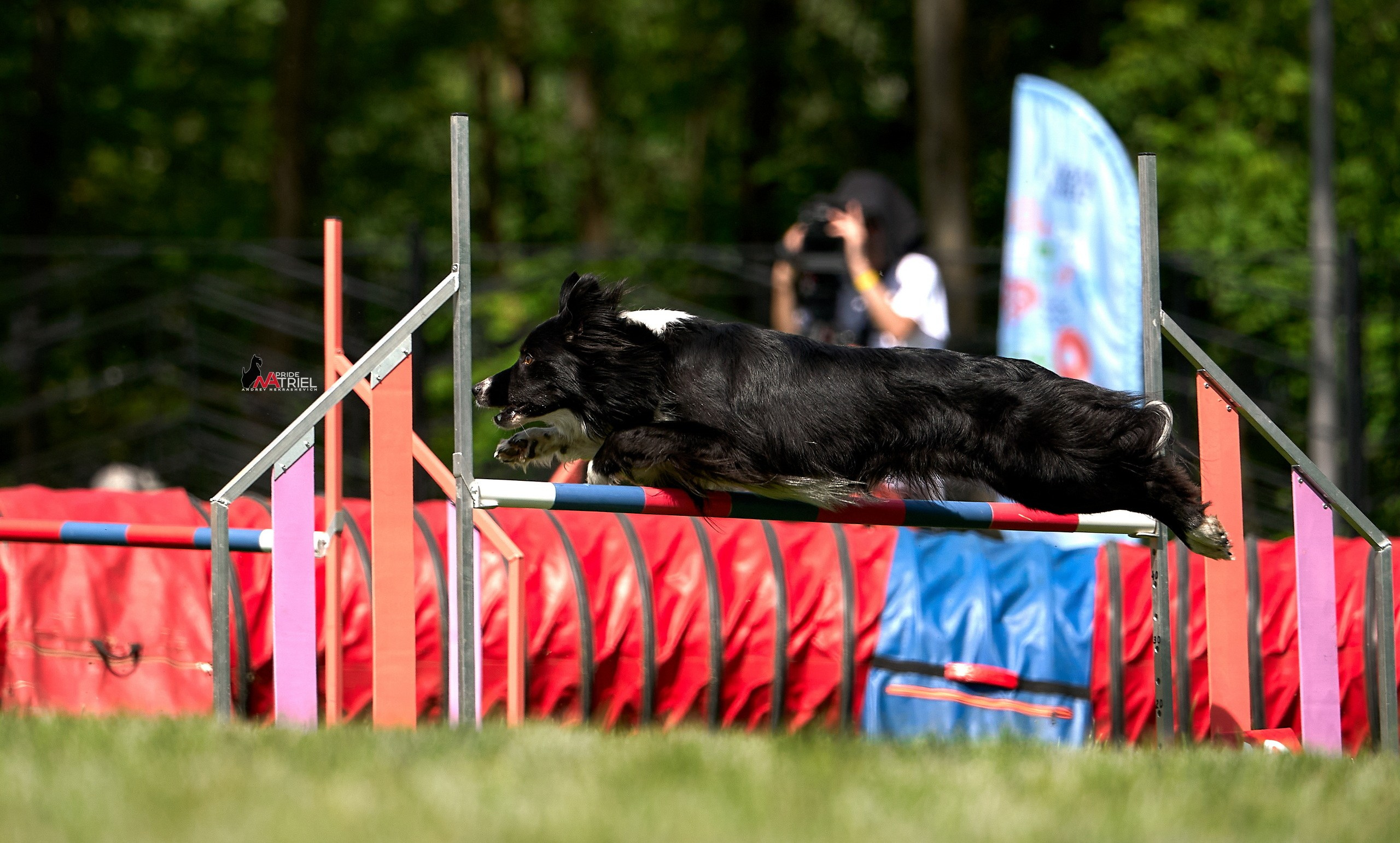 Аджилити — галерея NATRIEL