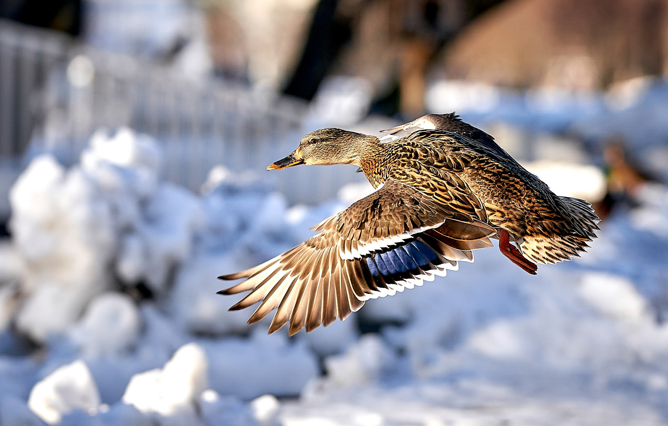 Фото птиц — галерея NATRIEL