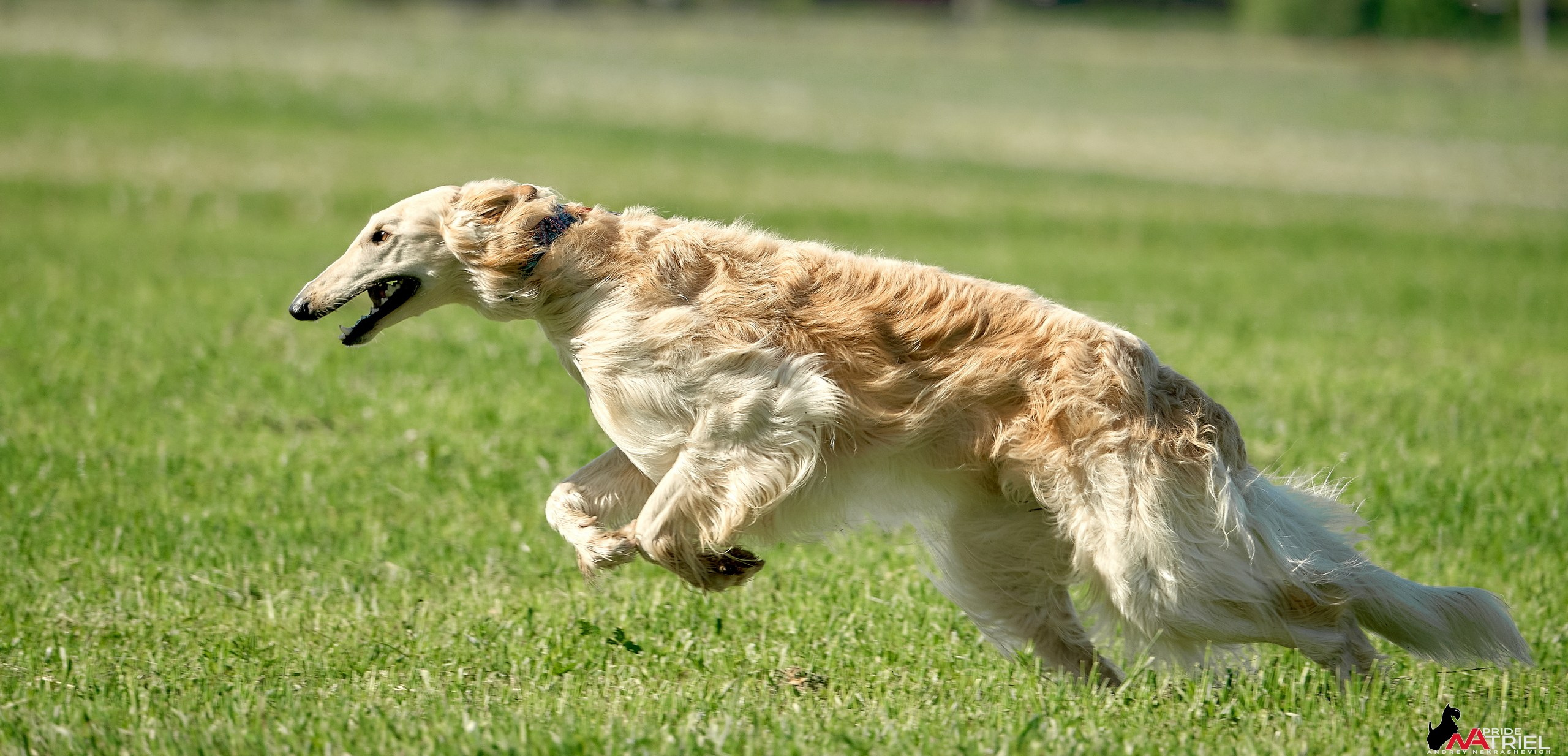 Съемка курсинг — галерея NATRIEL