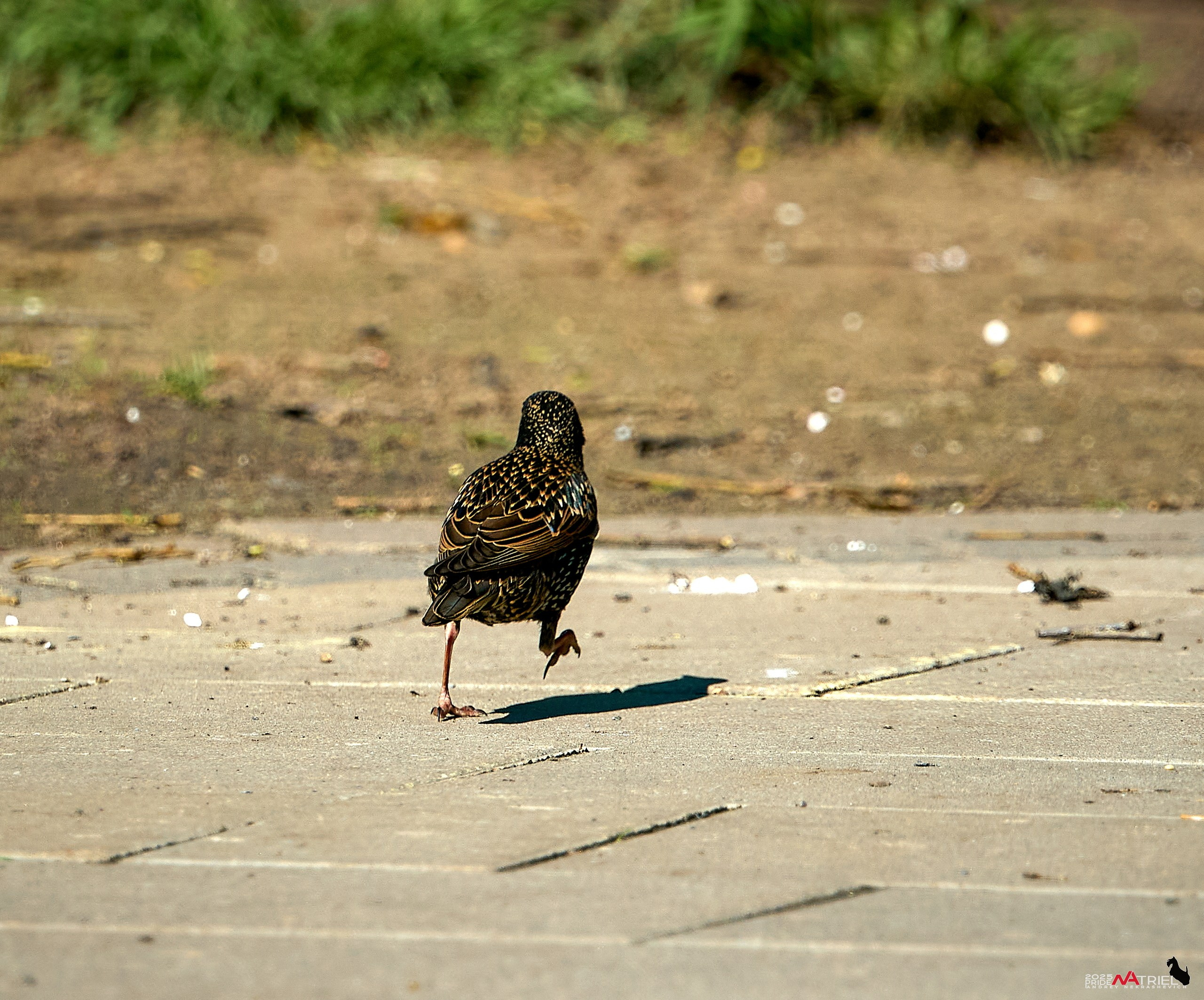 Птички и цветочки