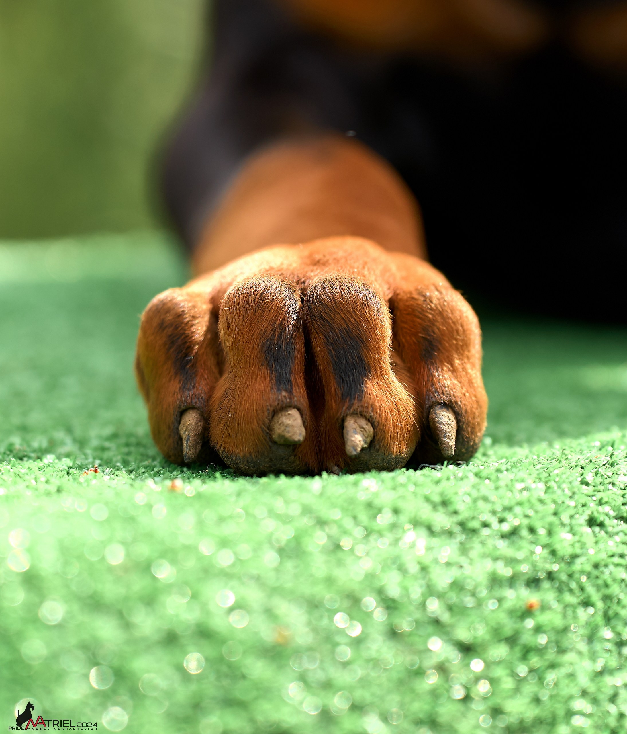 Съемка щенков доберманы