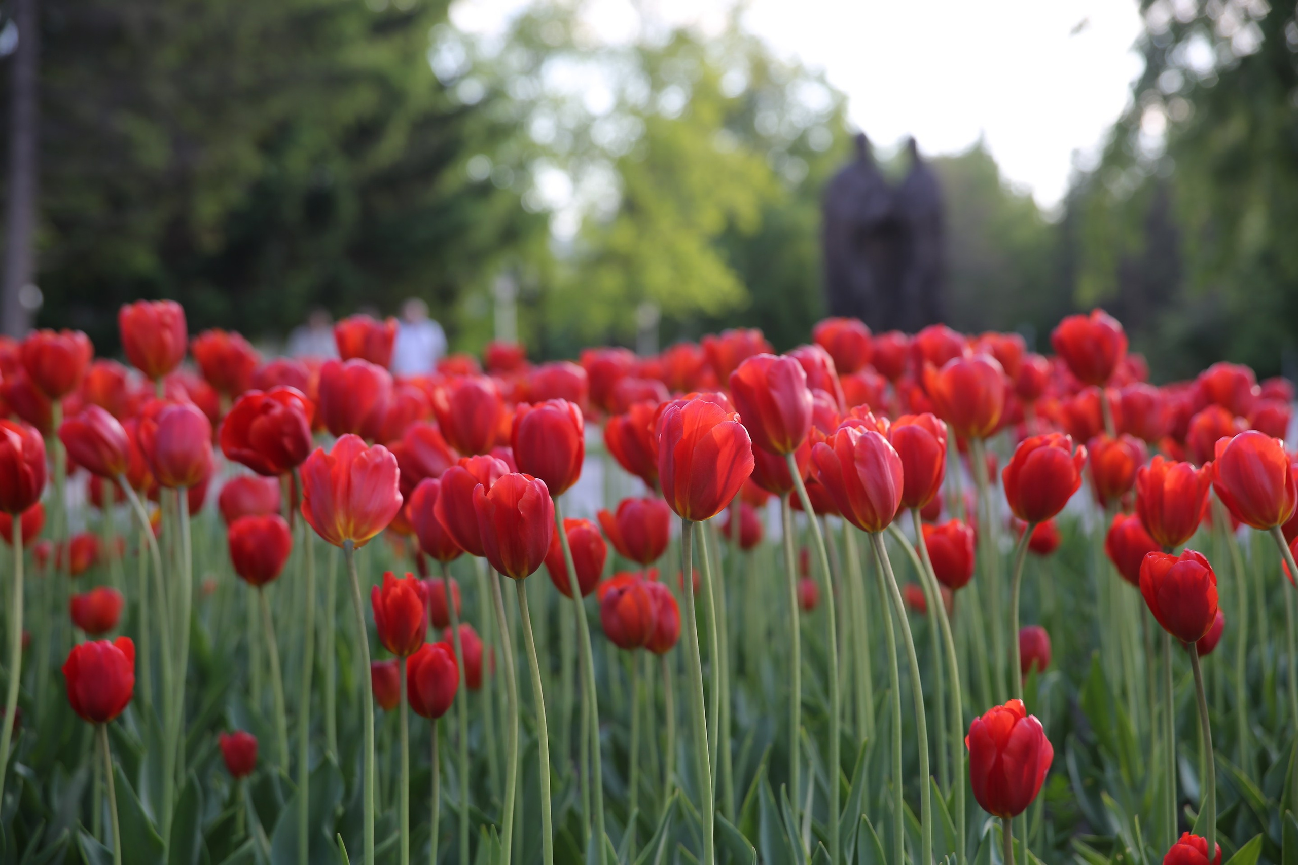 Г. Новосибирск. Студия Максима Белослюдцева