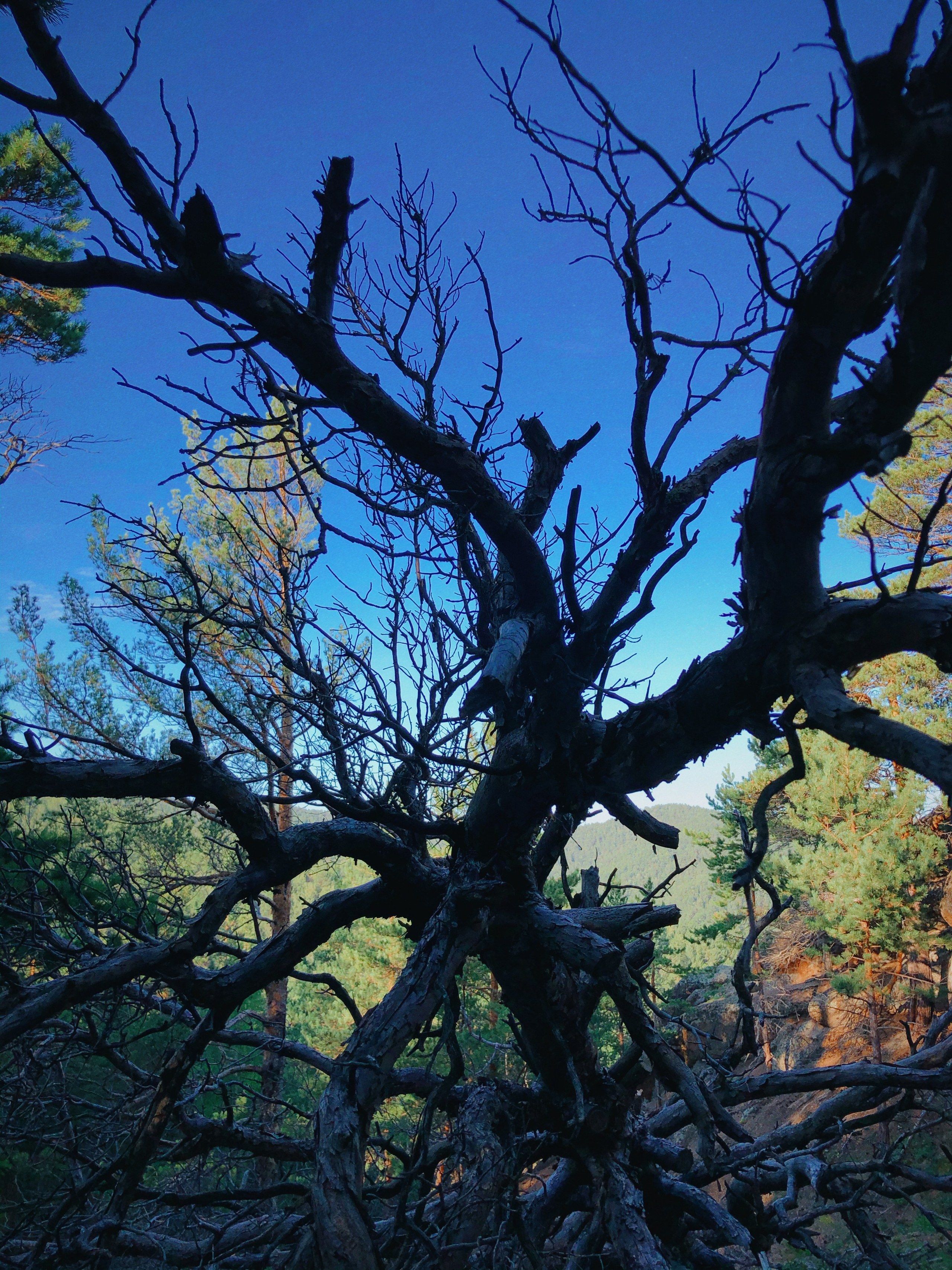 IPhone. Василий Буйлов|Vasilii Builov