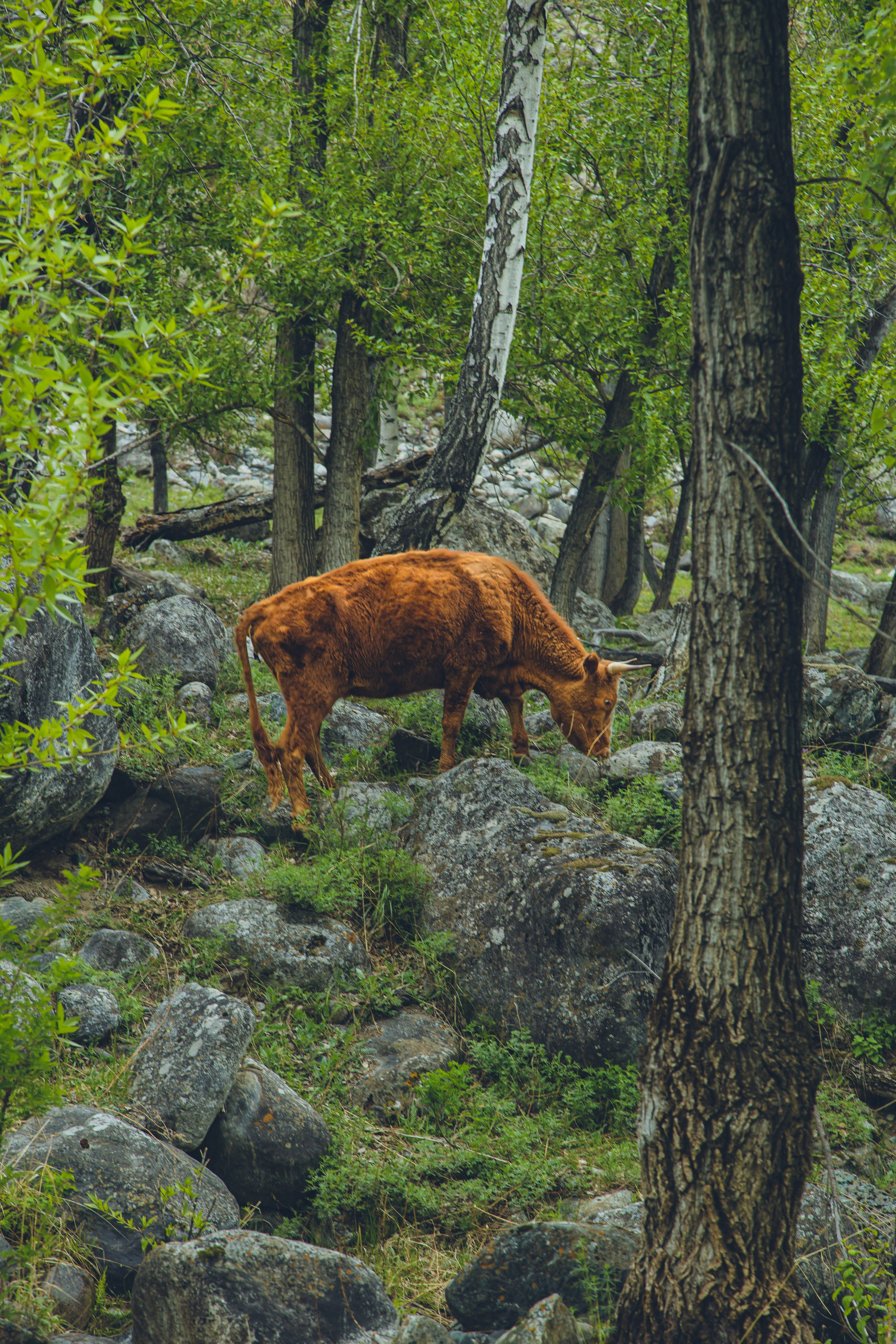 Алтай (май 2024). Фотограф ваших событий в Красноярске — Макс Захарченко
