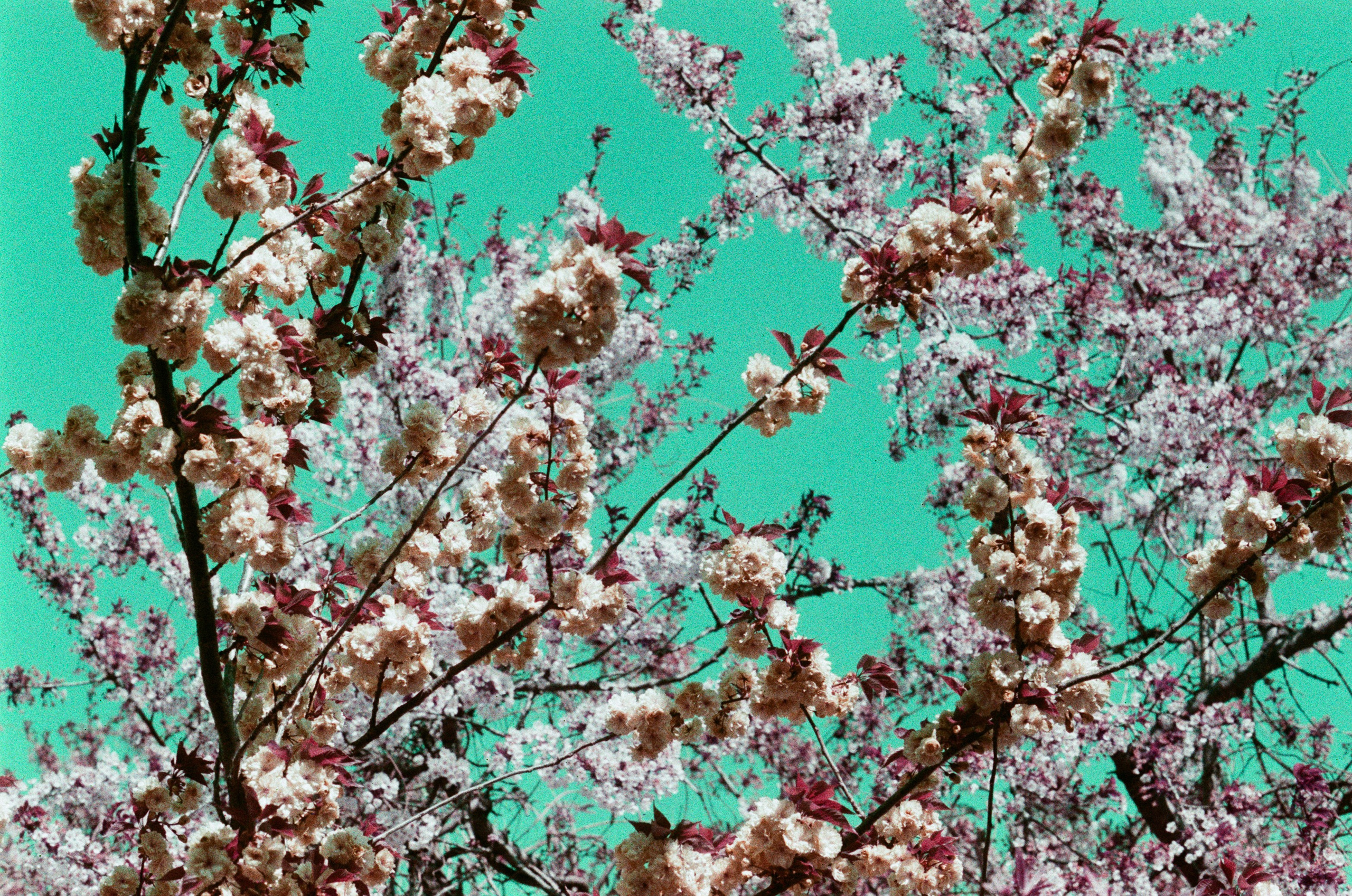 Sakura blues // ukraine, crimea IX. EVER EXPOSED