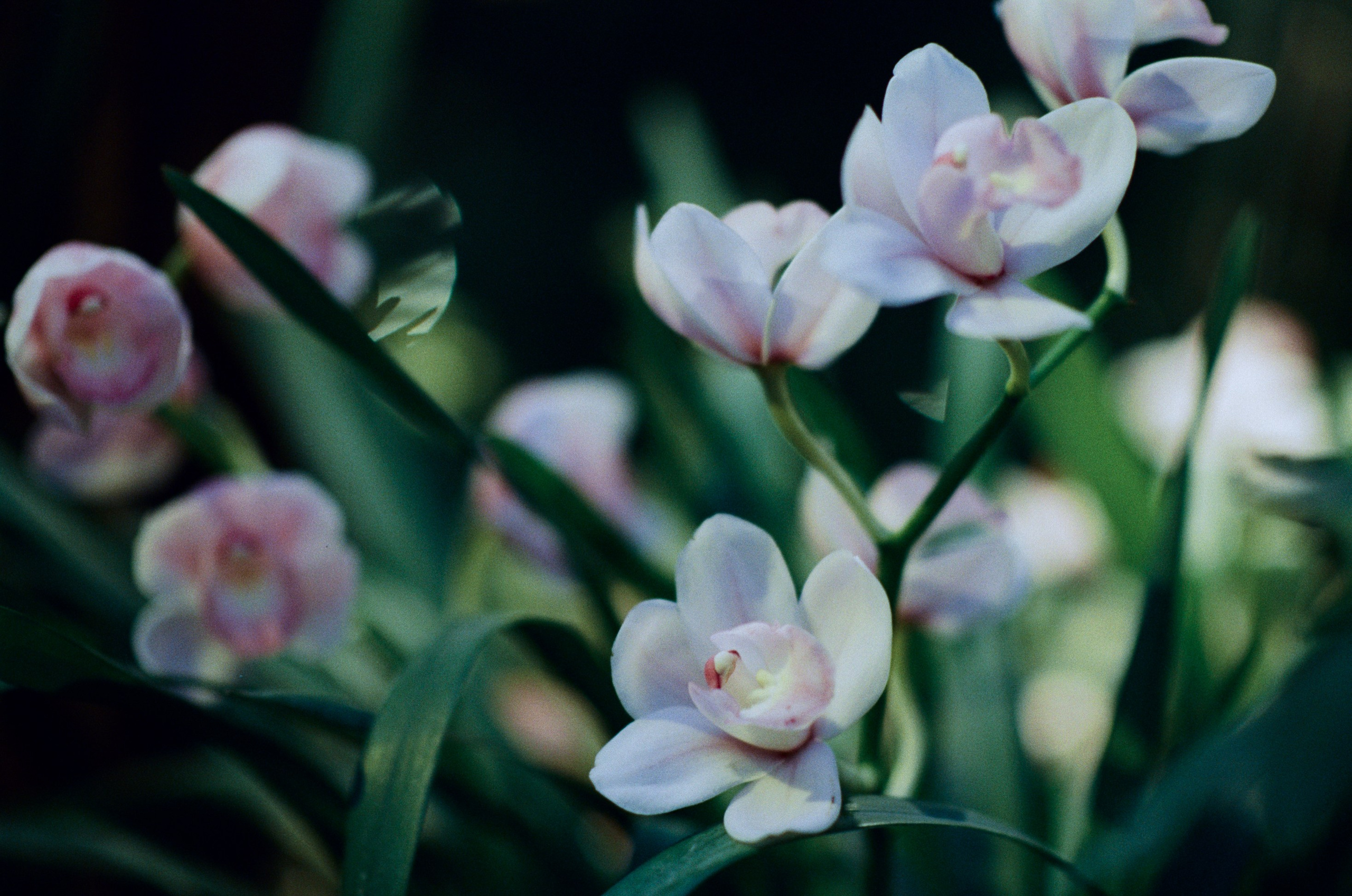 If i get high III. EVER EXPOSED