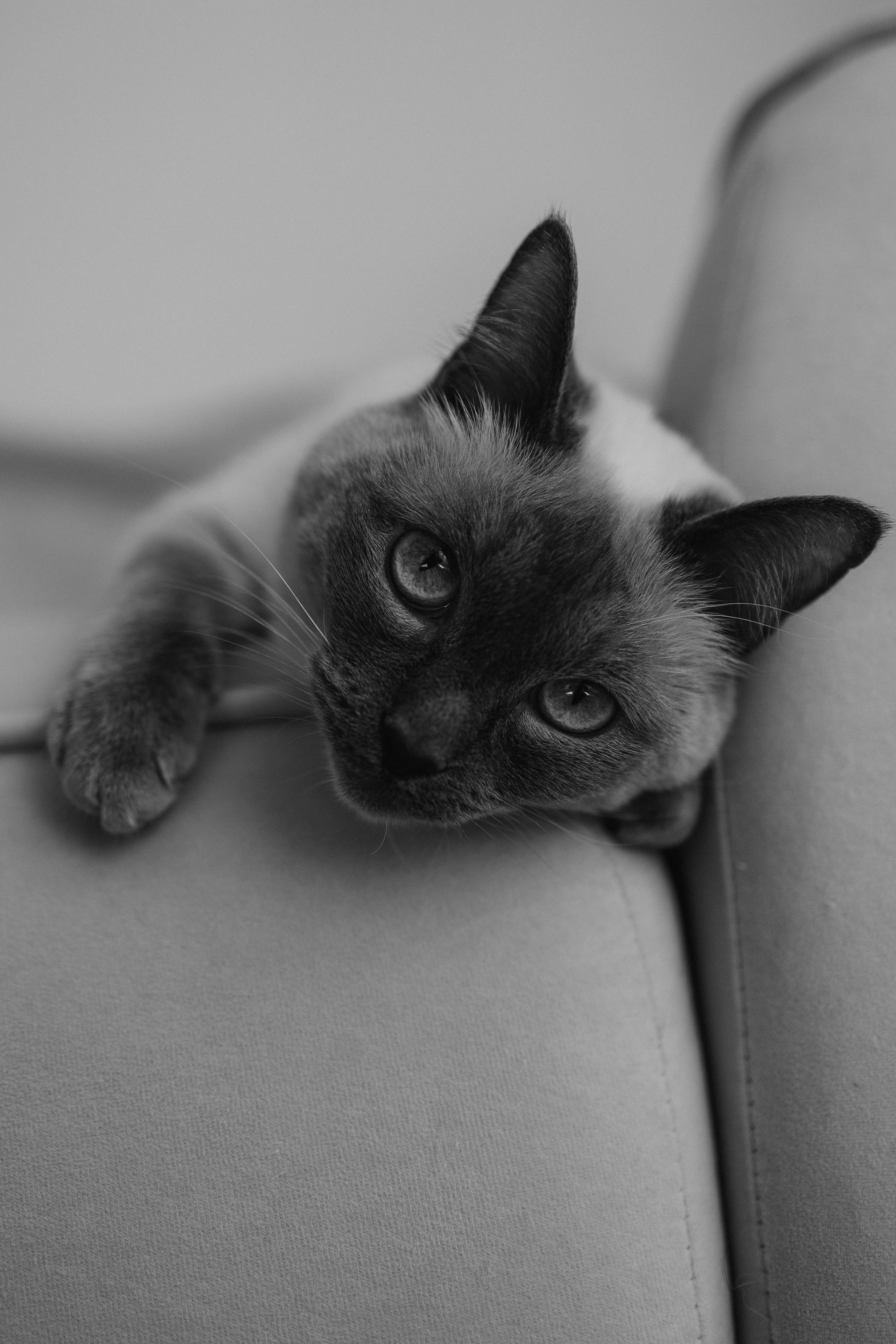 Бэлла, Деми и Луна. Фотораф — анималист Мария Шистка