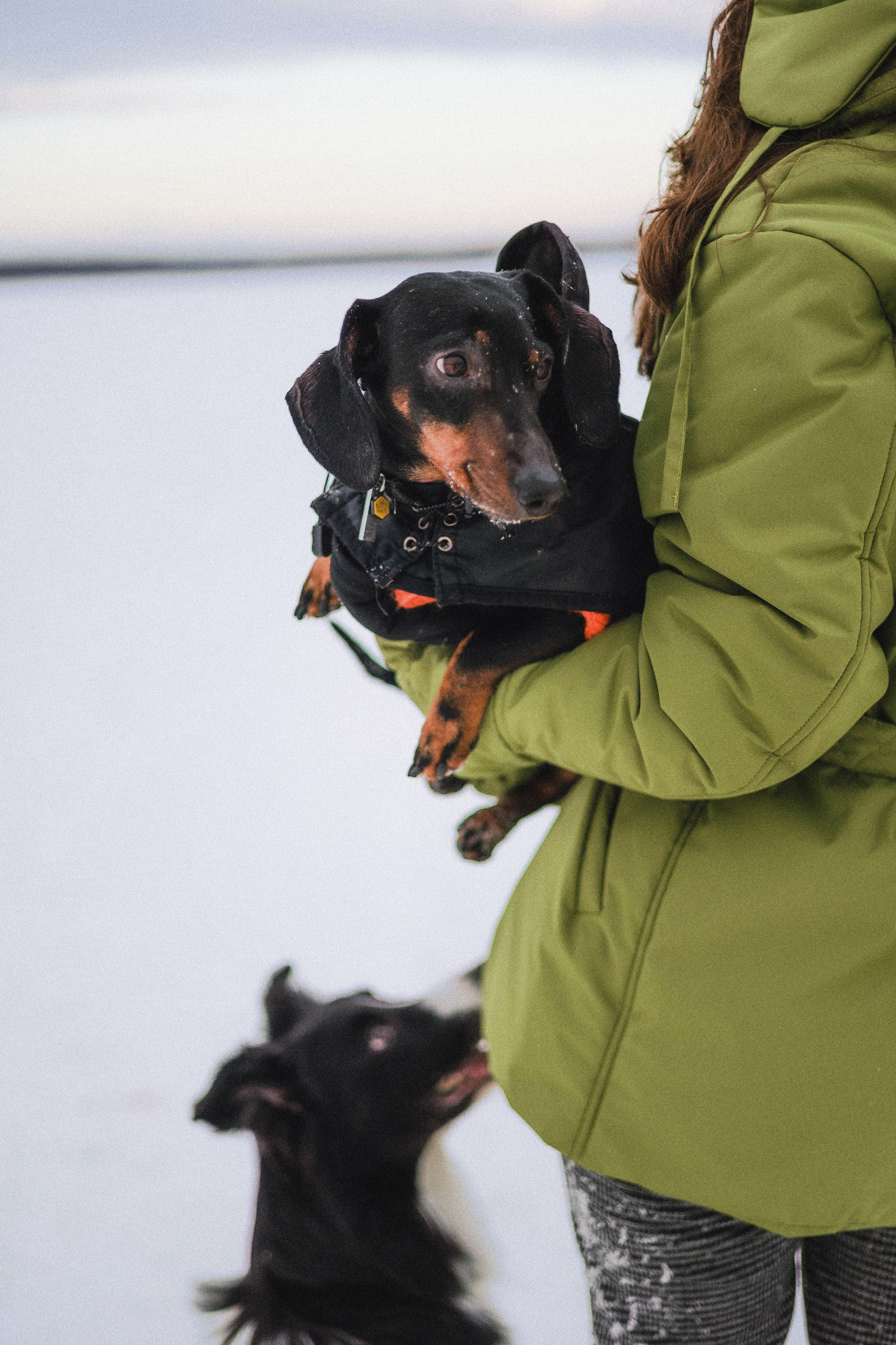 Маша, Рэм и Ньютон. Фотограф-анималист Богданова Полина