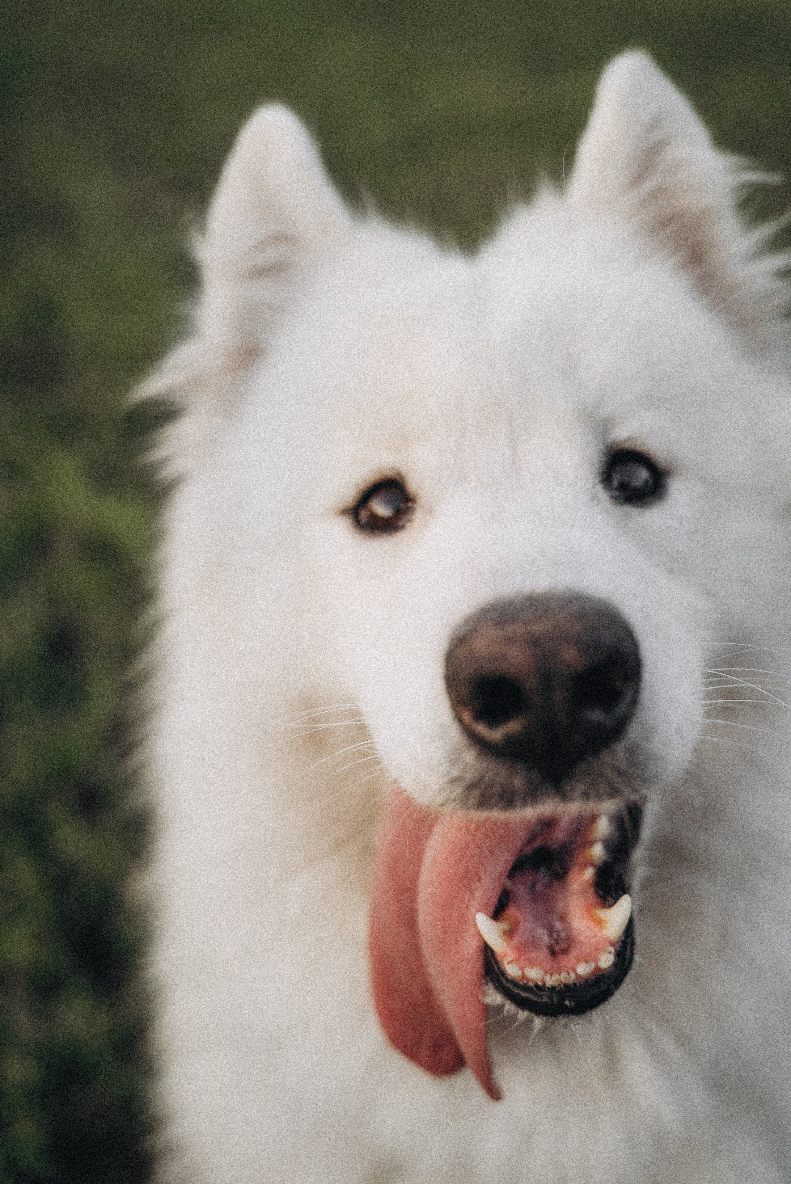 Алёна и Челси. Фотограф-анималист Богданова Полина