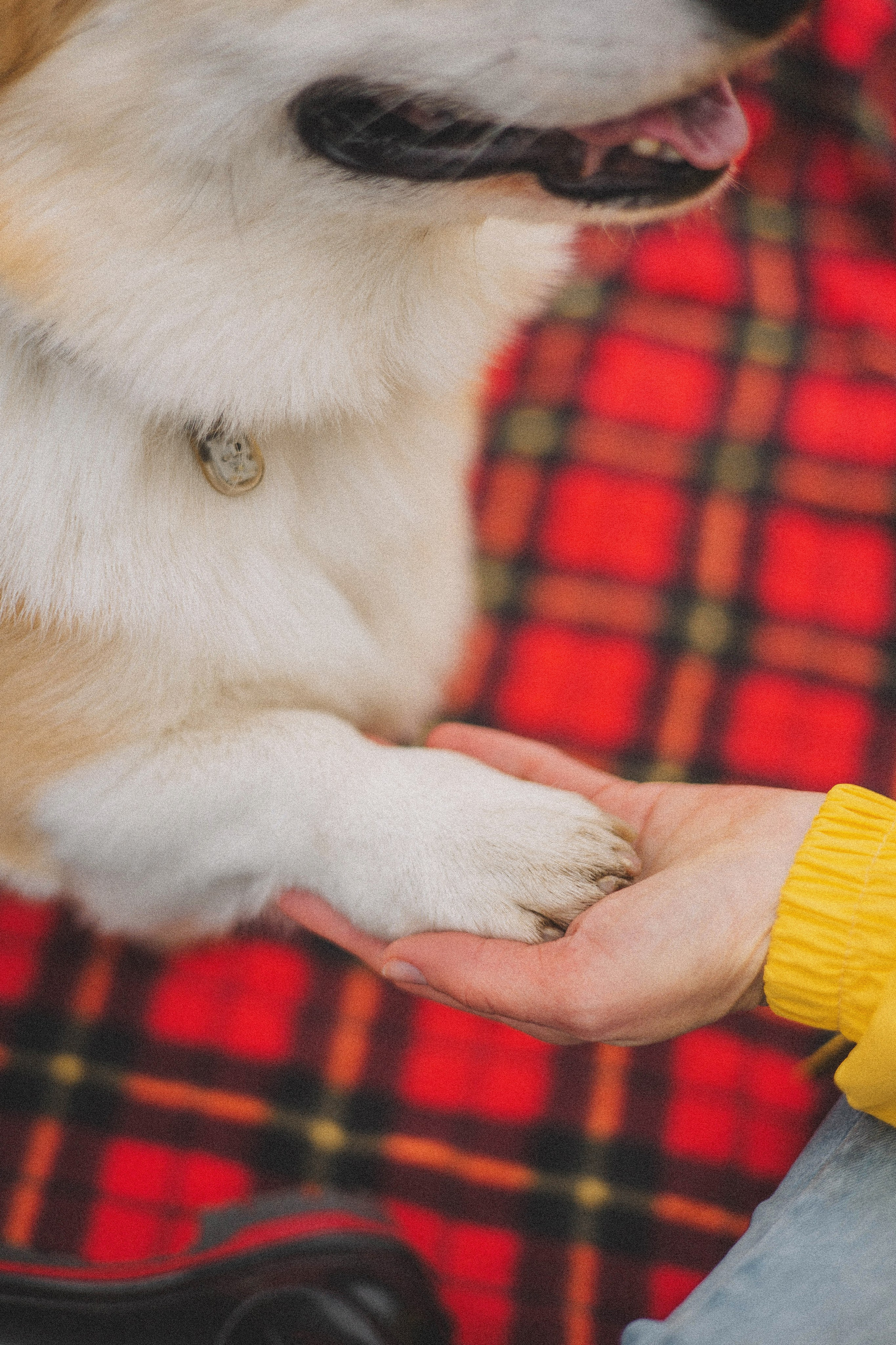 Юля и барри. Фотограф-анималист Богданова Полина