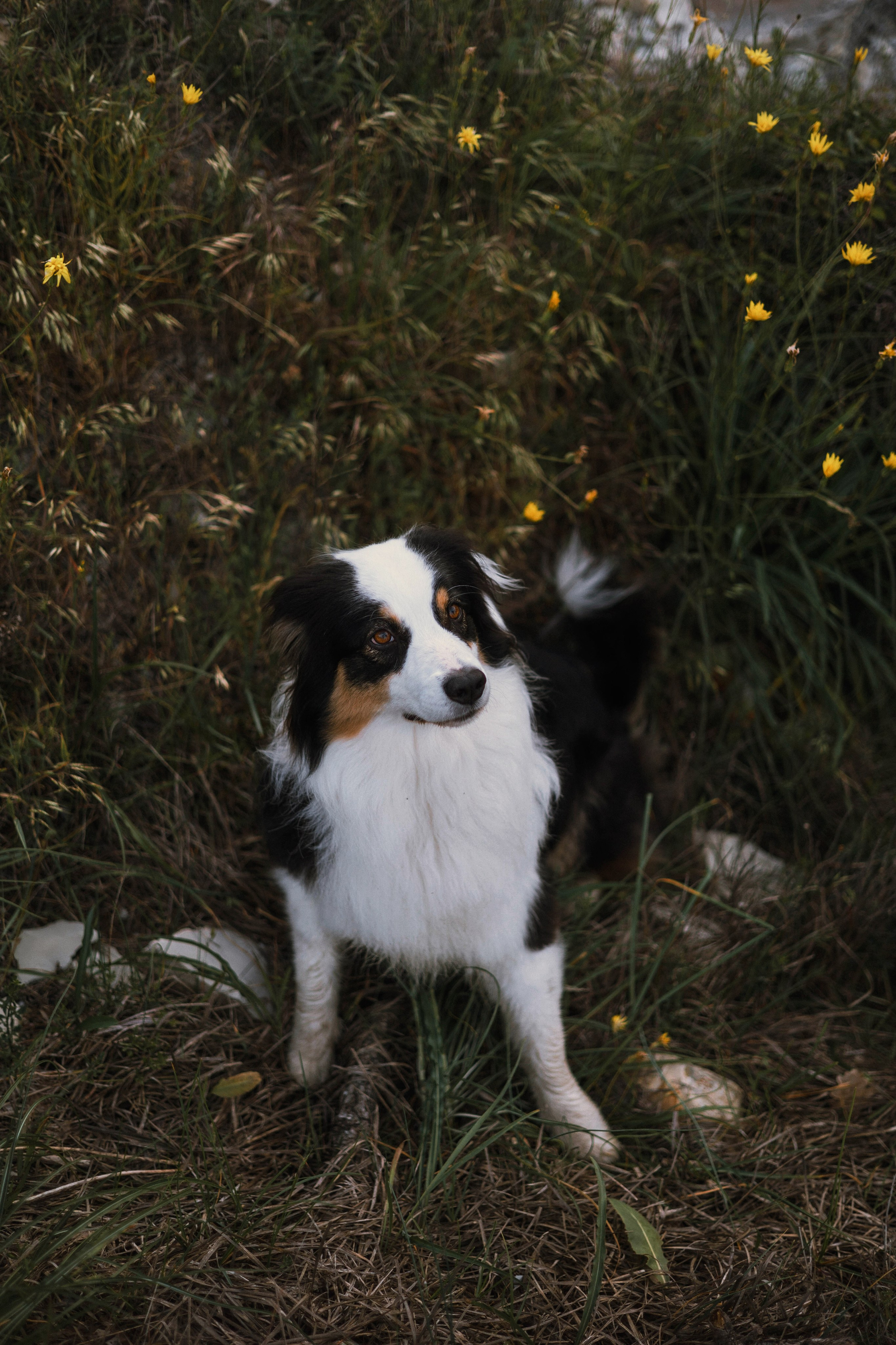 Ира и Джесс. Фотограф-анималист Богданова Полина