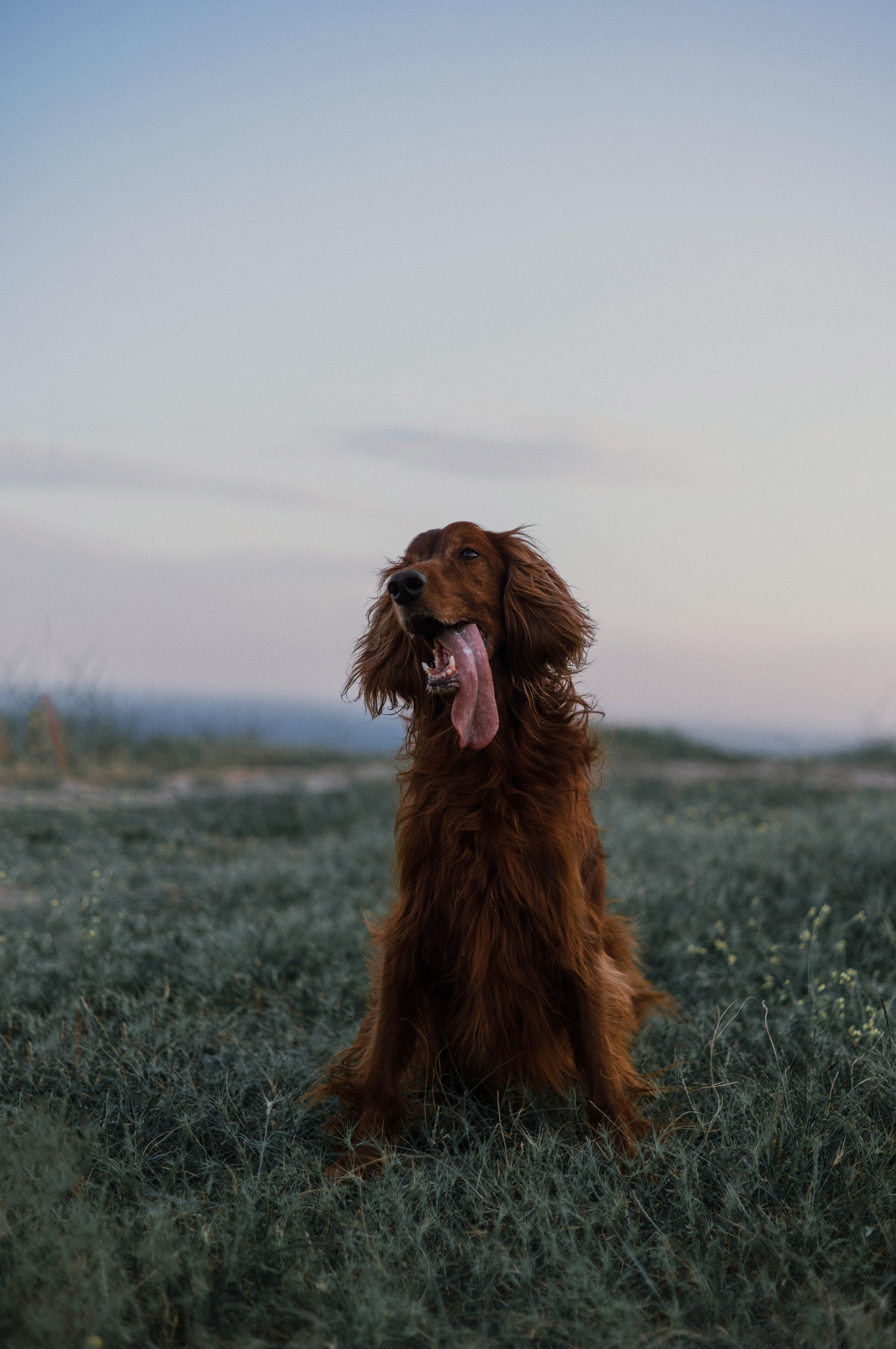Ольга и Шеймас. Фотограф-анималист Богданова Полина