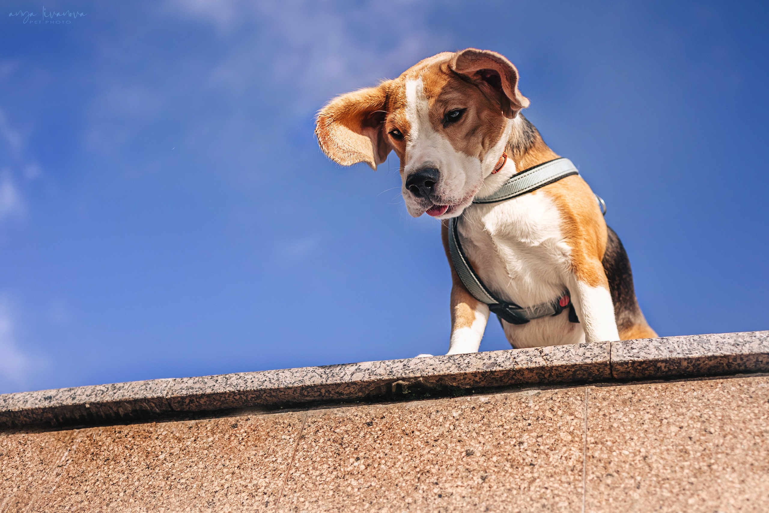 Диана и Дафна. Фотограф анималист Аня Ливанова | Рыбинск