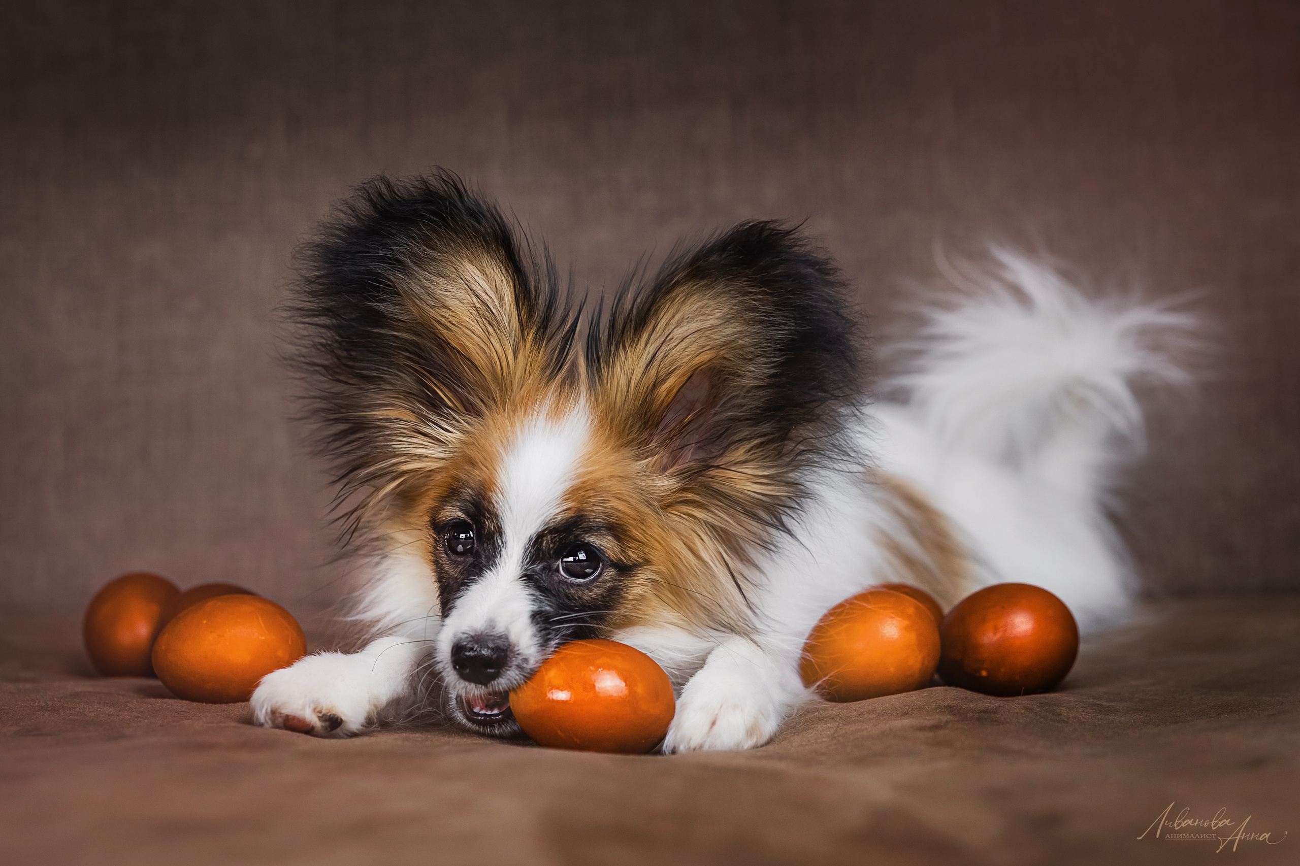 Хьюстон. Фотограф анималист Аня Ливанова | Рыбинск