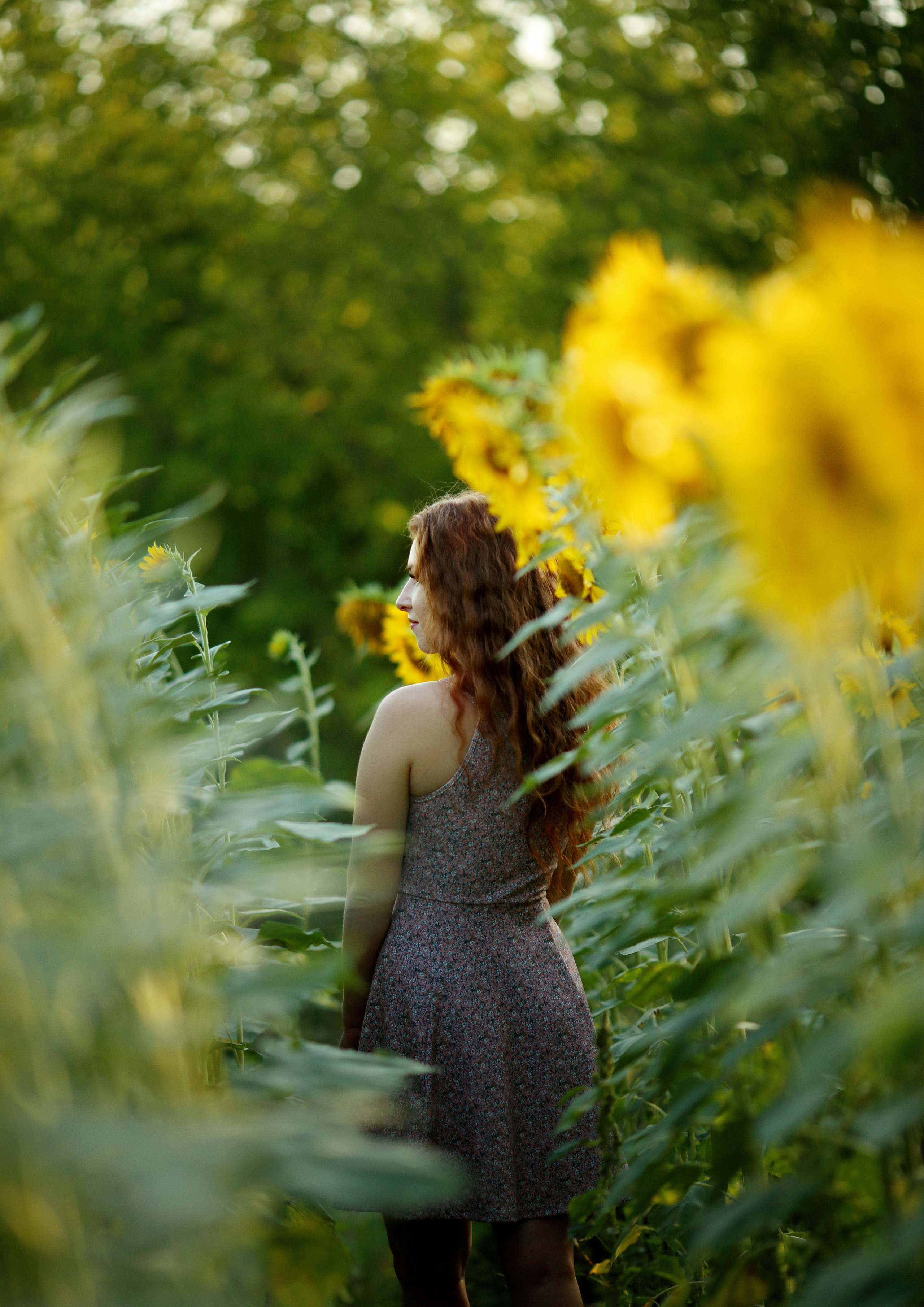 Фотосессия Марины в подсолнухах. Семейный и детский фотограф Анна Петракова