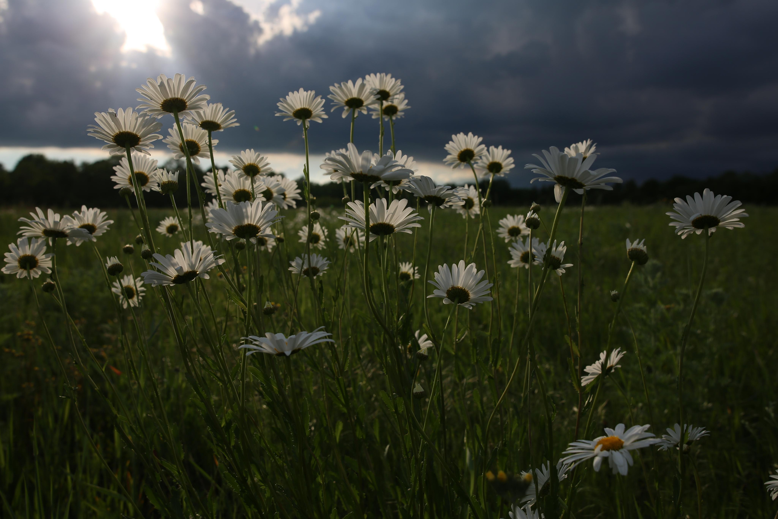 Семейный и детский фотограф Анна Петракова