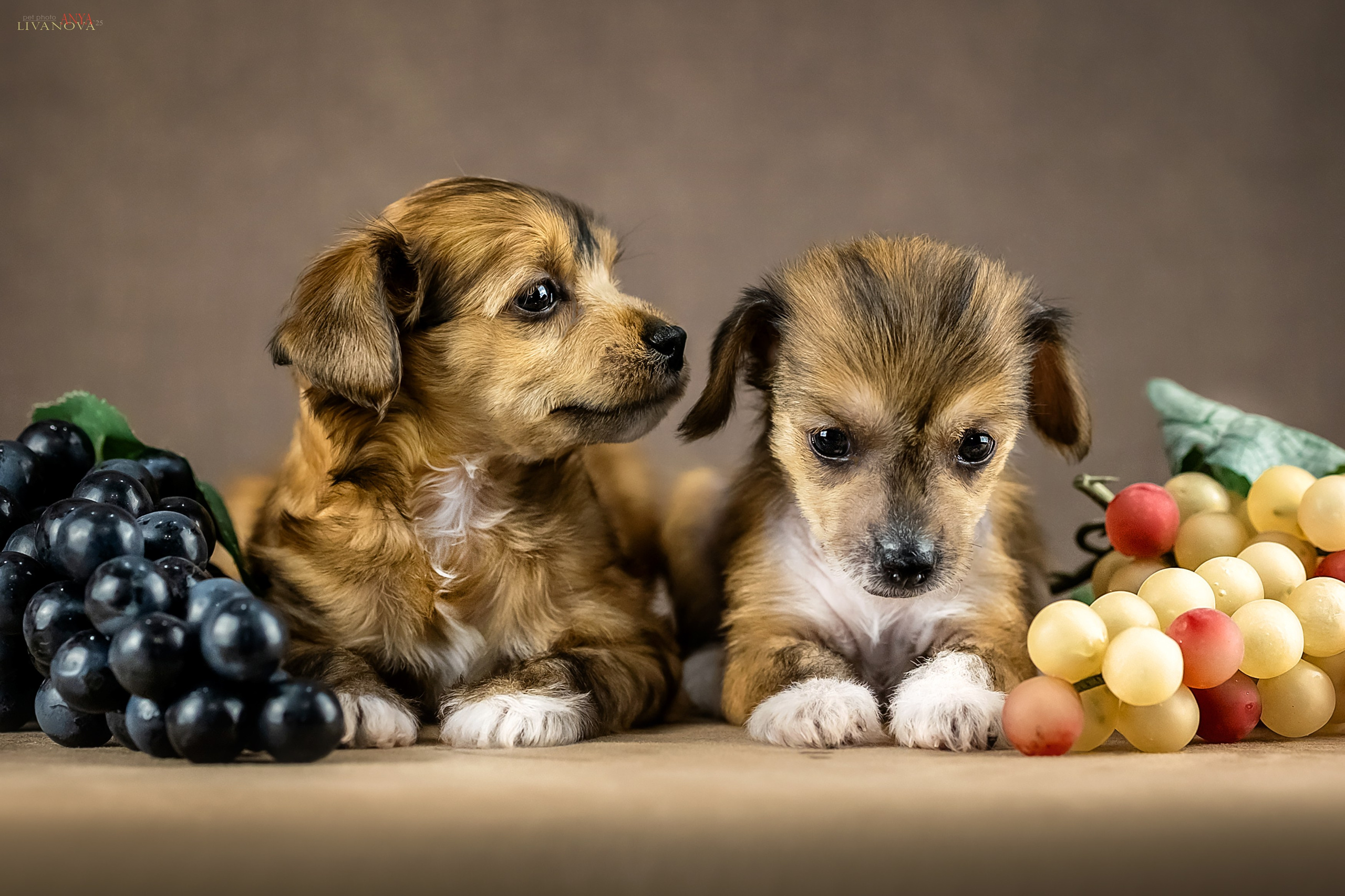 КХС. Фотограф анималист Аня Ливанова | Рыбинск