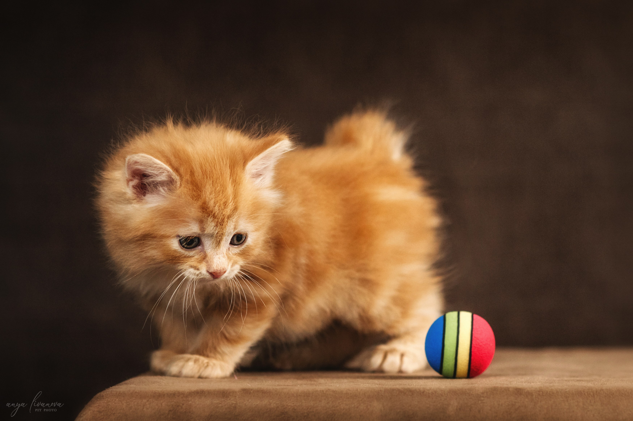 Курильские бобтейлы. Фотограф анималист Аня Ливанова | Рыбинск