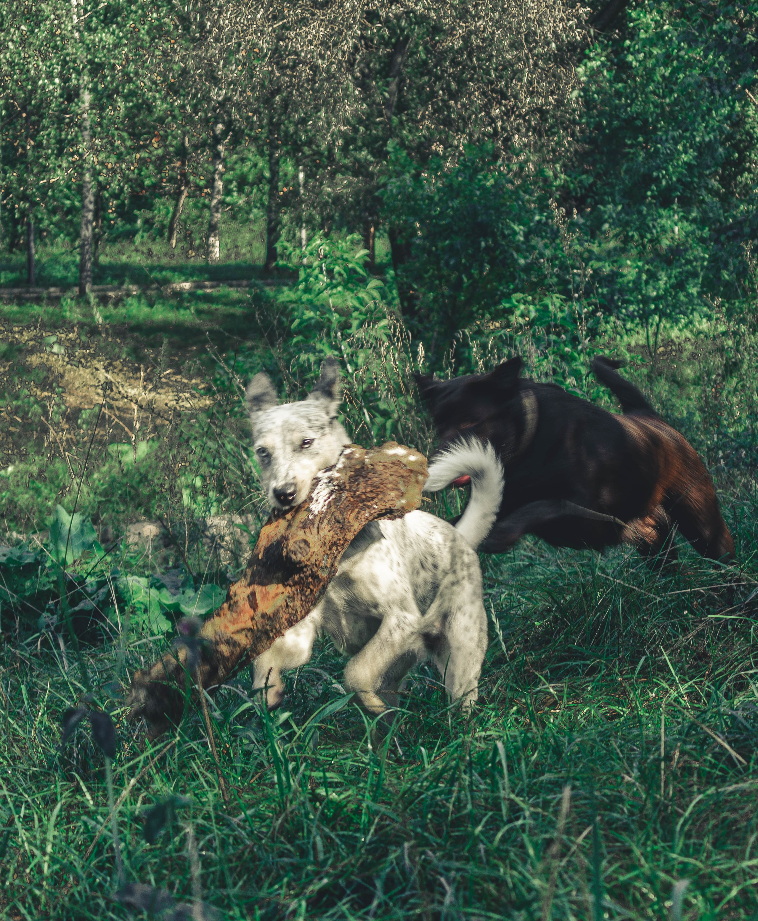 Цунами. Профессиональный фотограф