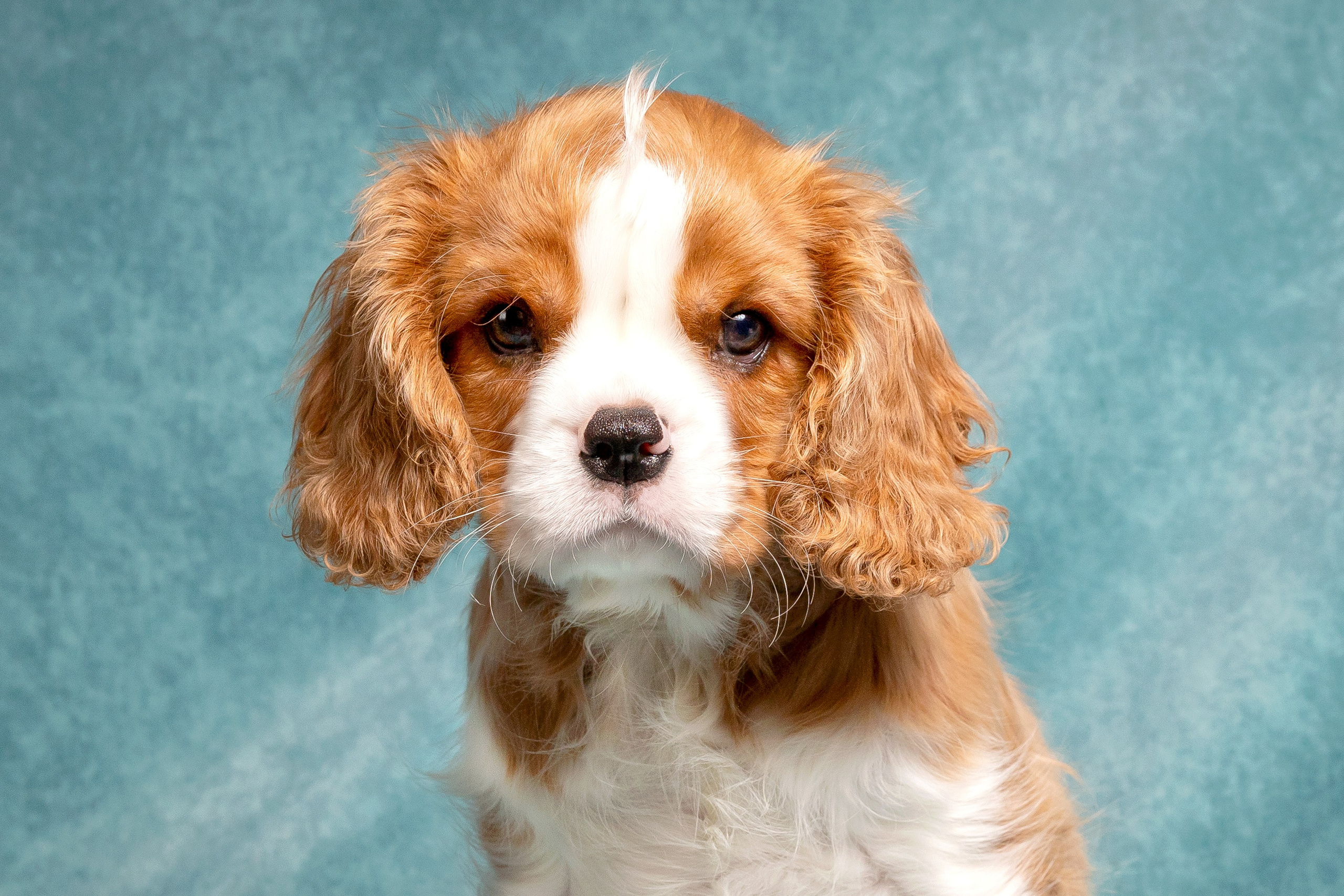 Кавалер Кинг Чарльз спаниель. Юлия Микульская. Рыбинск