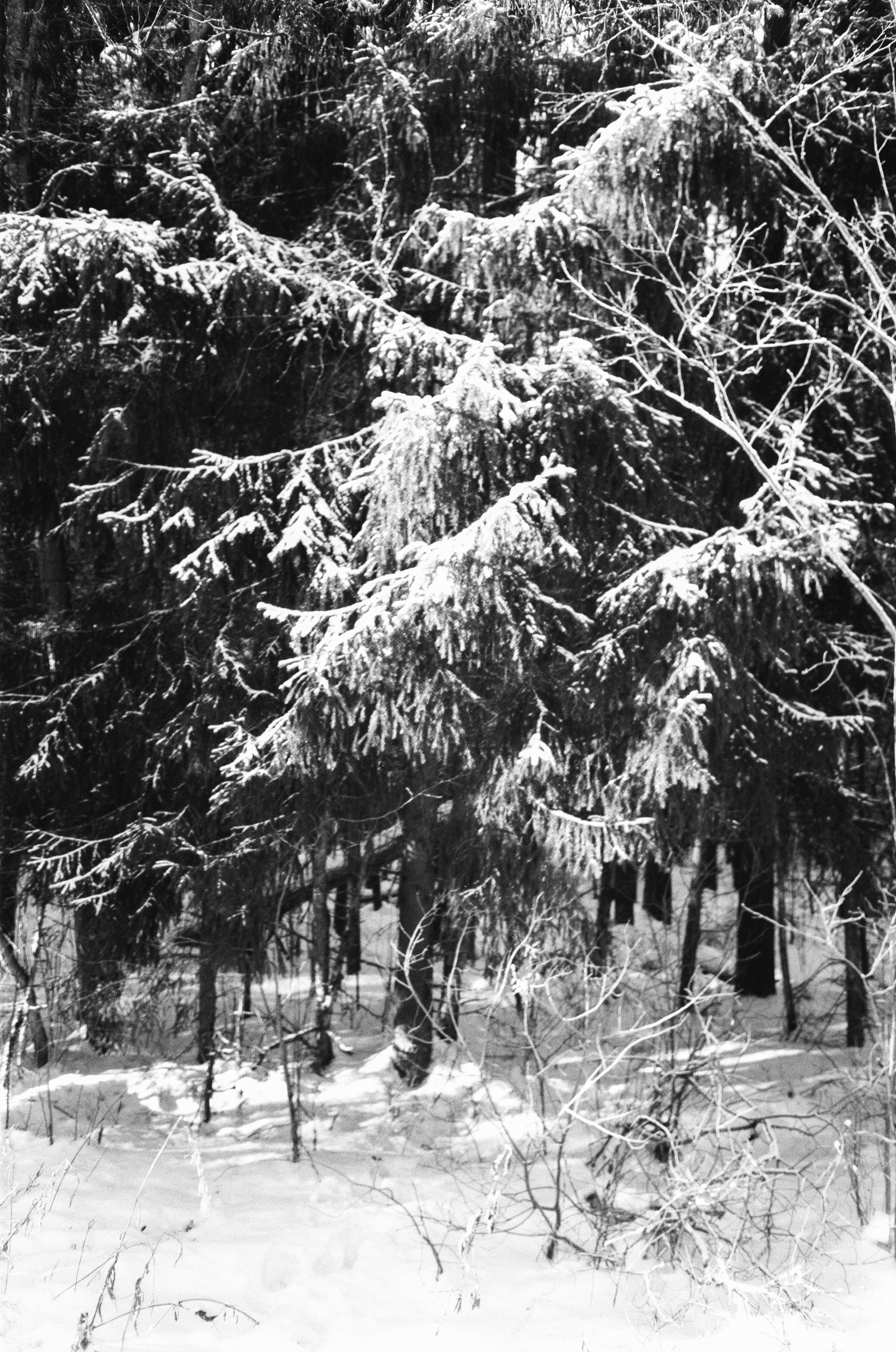 Nikon Action Touch (L35AW) / SFL T-25 / Давыдовское