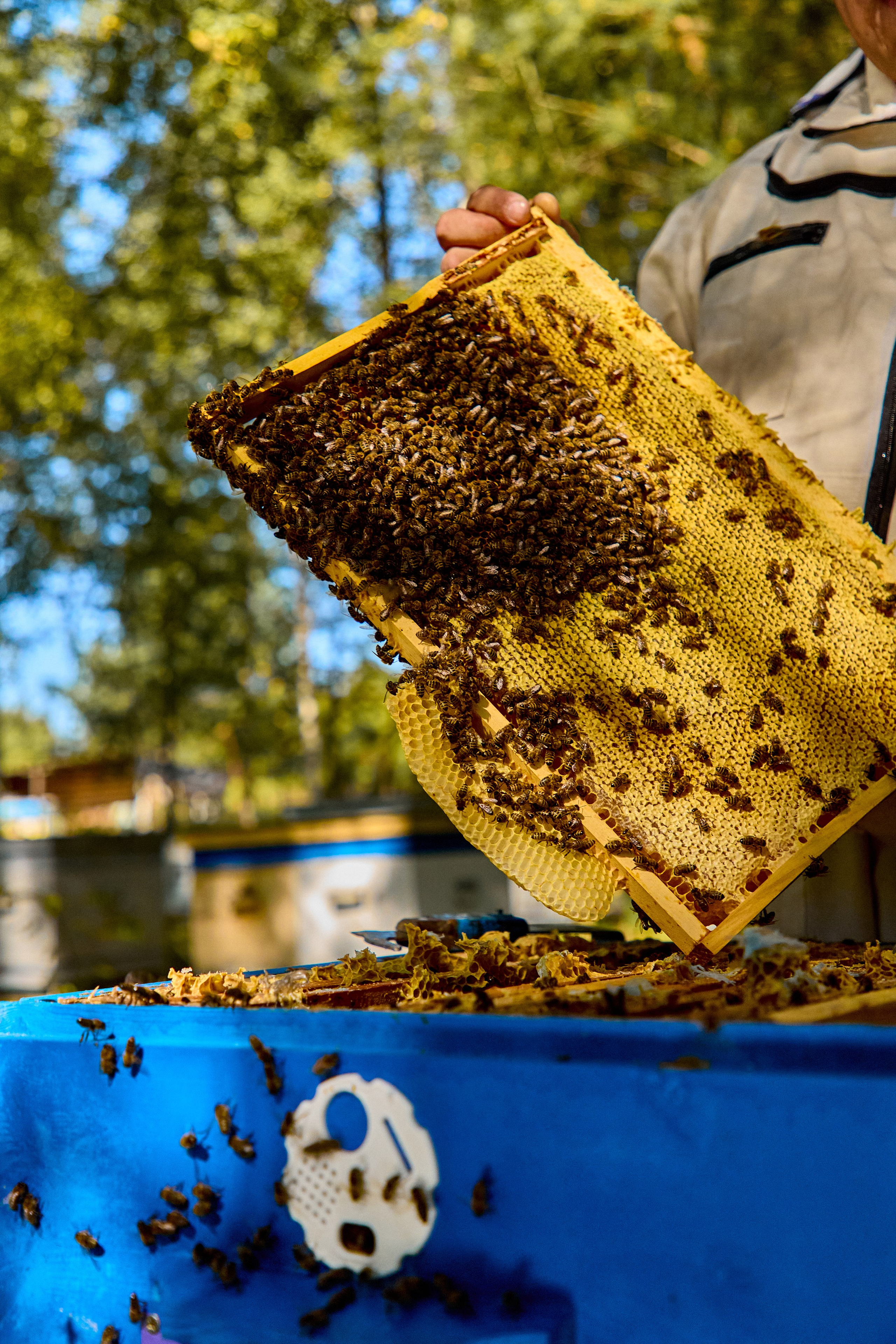 Пчелошеринг х пасека в г. Чебоксары. Святослав Лебедев | Рекламный фотограф — Коммерческая съемка, Арт-дирекшн, AI-интеграция