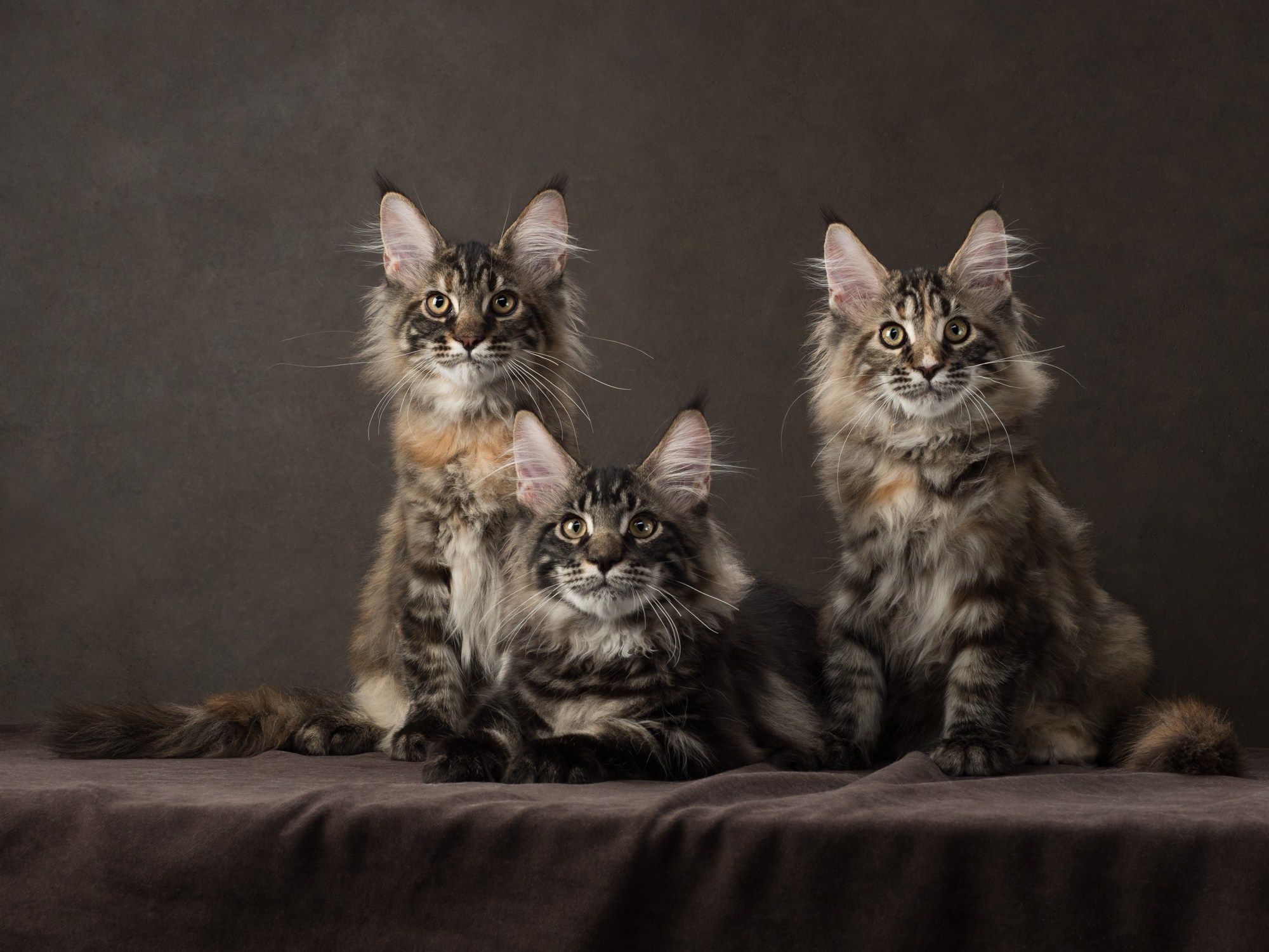 Студийная съёмка. Фотограф животных и людей в Санкт-Петербурге Дарья Быстрицкая