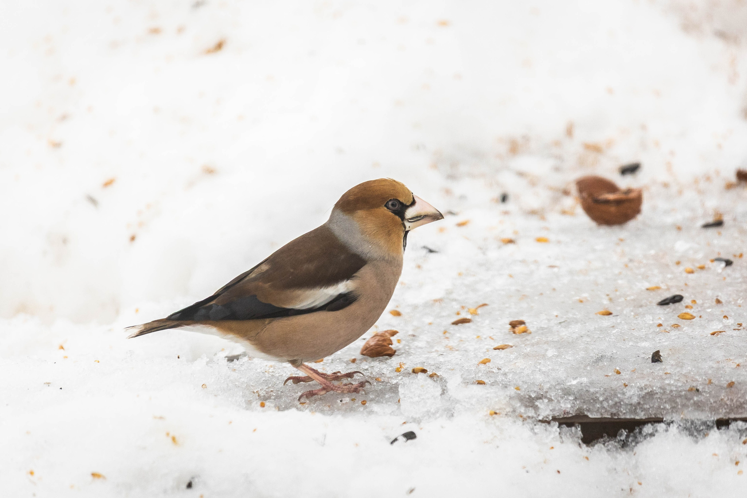 Дикий животный мир. Фотограф-АниМалист Анна Абрамова