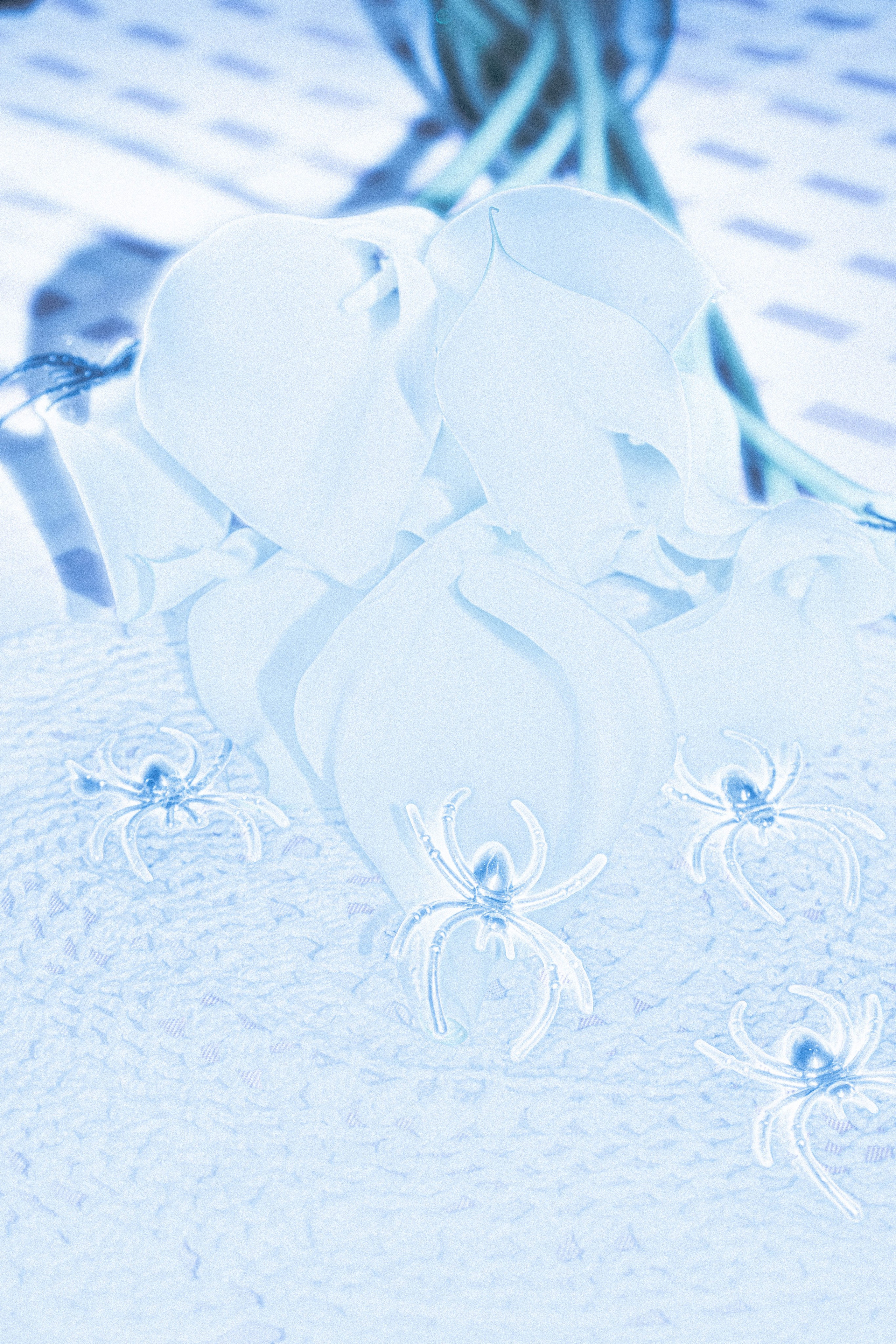 ПРИНТЫ. Виктория Князева| фотограф из Санкт-Петербурга