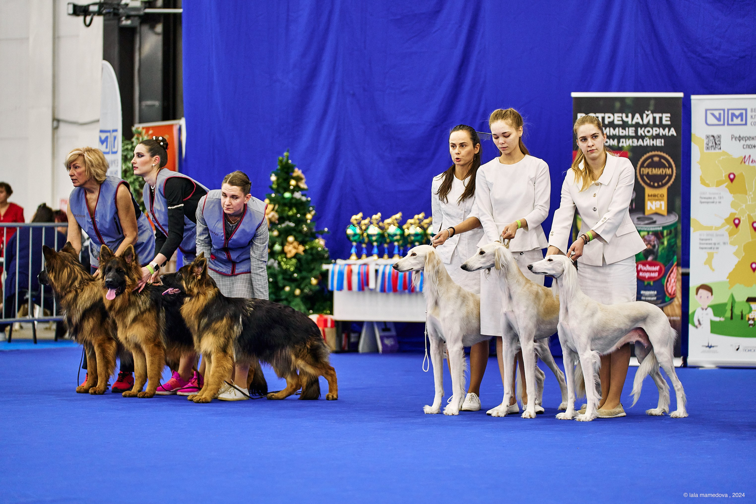 РЕЙТИНГОВАЯ ВЫСТАВКА СОБАК ВСЕХ ПОРОД С ОСОБЫМ СТАТУСОМ"НЕВСКИЙ ПОБЕДИТЕЛЬ-2024-1"