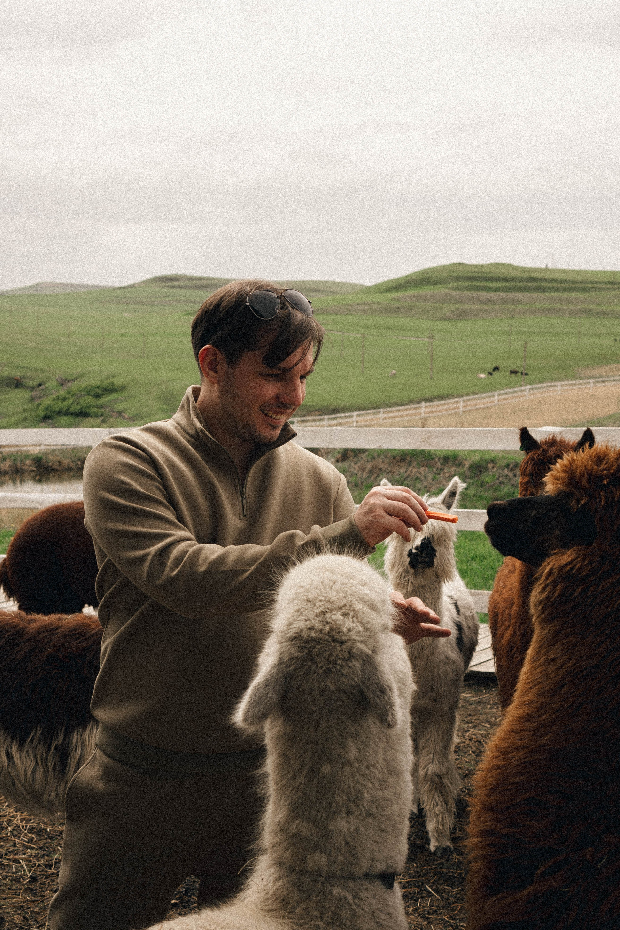Ферма Альпак. Профессиональный фотограф, Санкт-Петербург — Виктория Богомолова