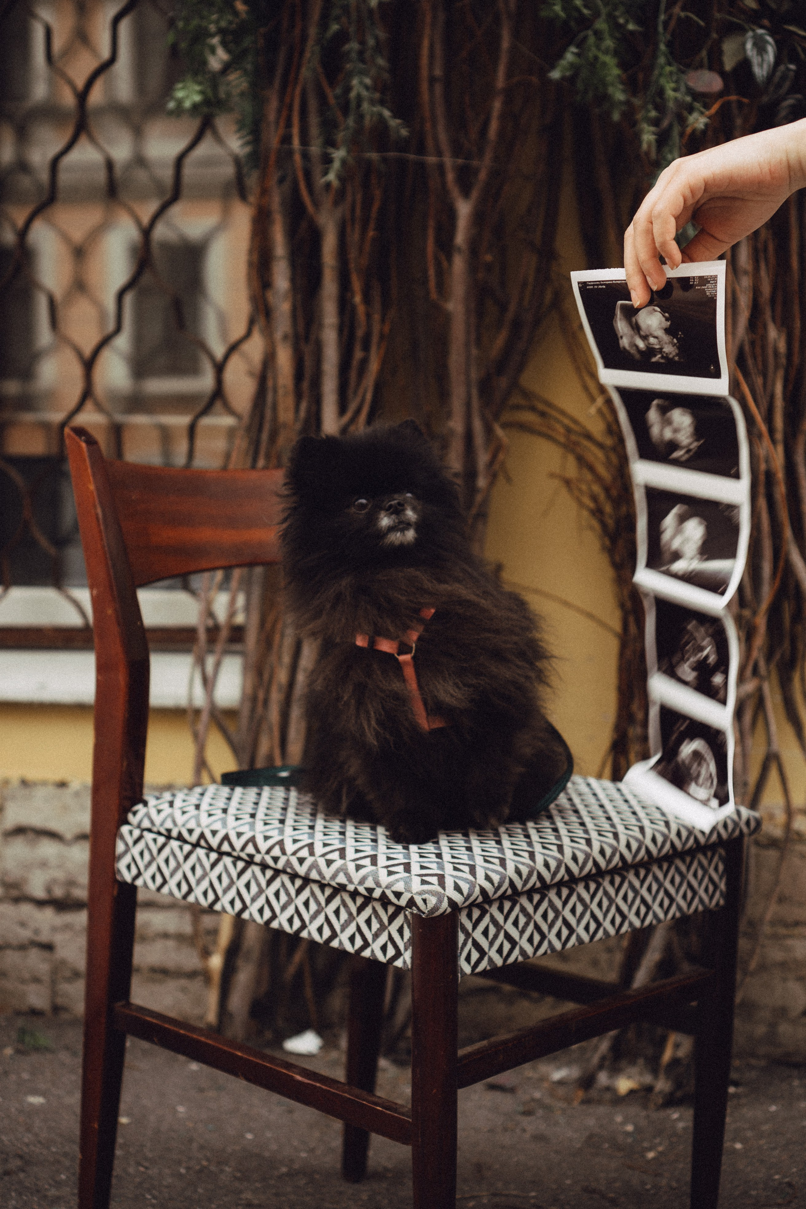 Беременность (только часть фото по желанию клиентов могу показать)). Профессиональный фотограф, Санкт-Петербург — Виктория Богомолова