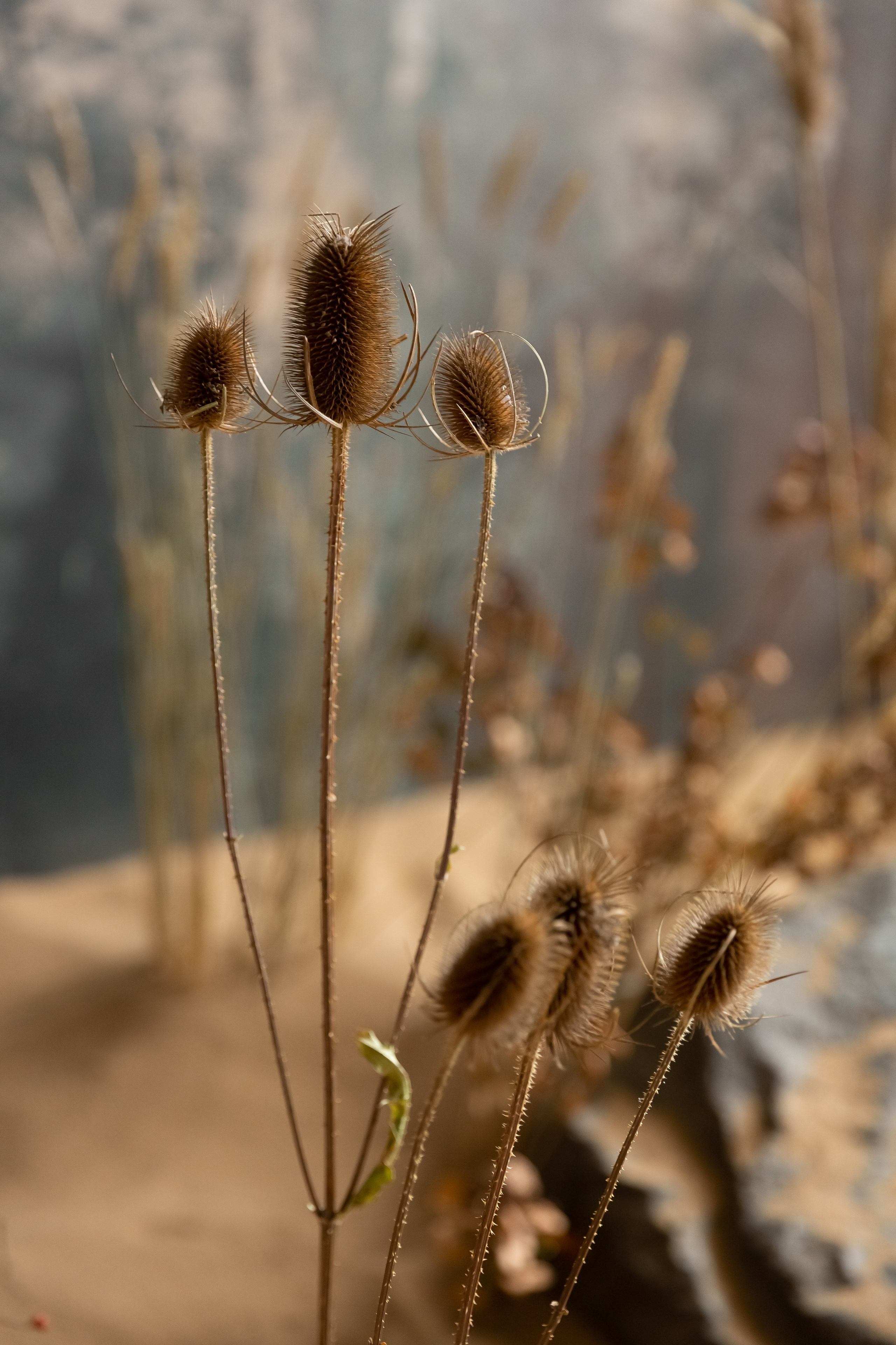 Floral sand. Профессиональный фотограф Инесса Новикова в Москве