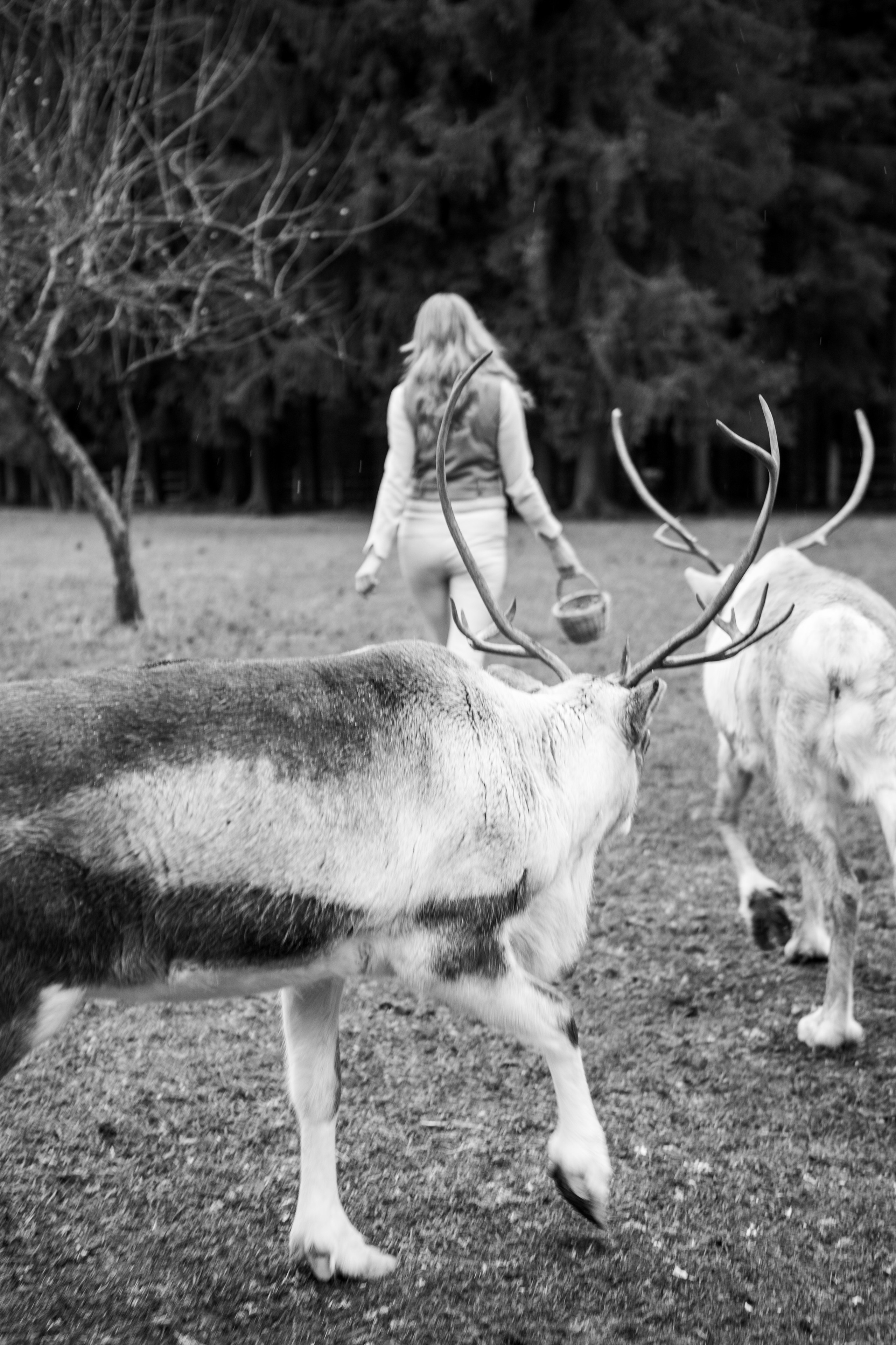 Экспресс с оленями. Свадебный и семейный фотограф Анастасия Багрец